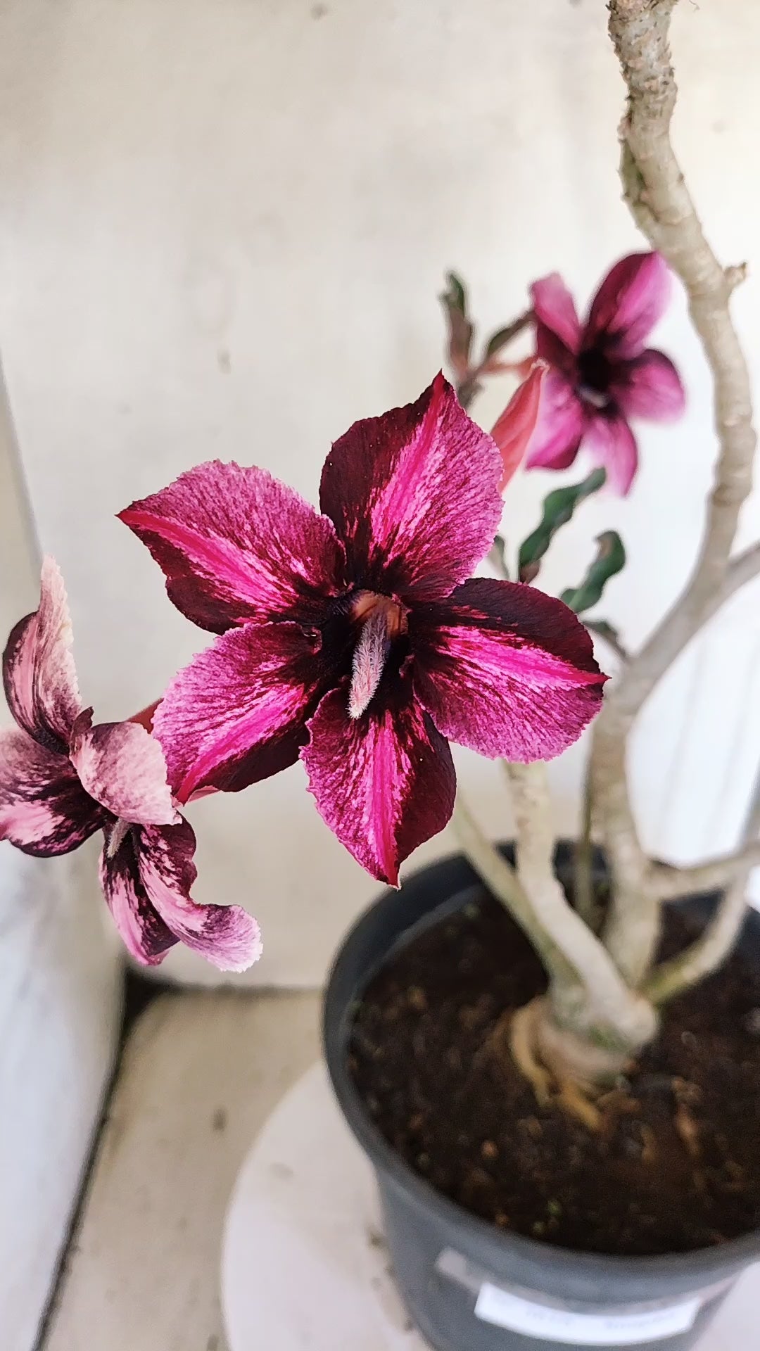 Planta Simples 3610 – 40cm – 03 anos