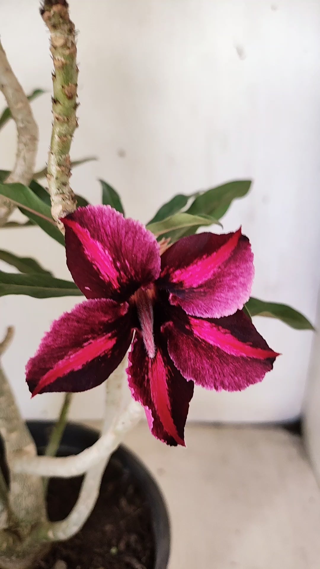 Planta Simples 3538 – 40cm – 03 anos