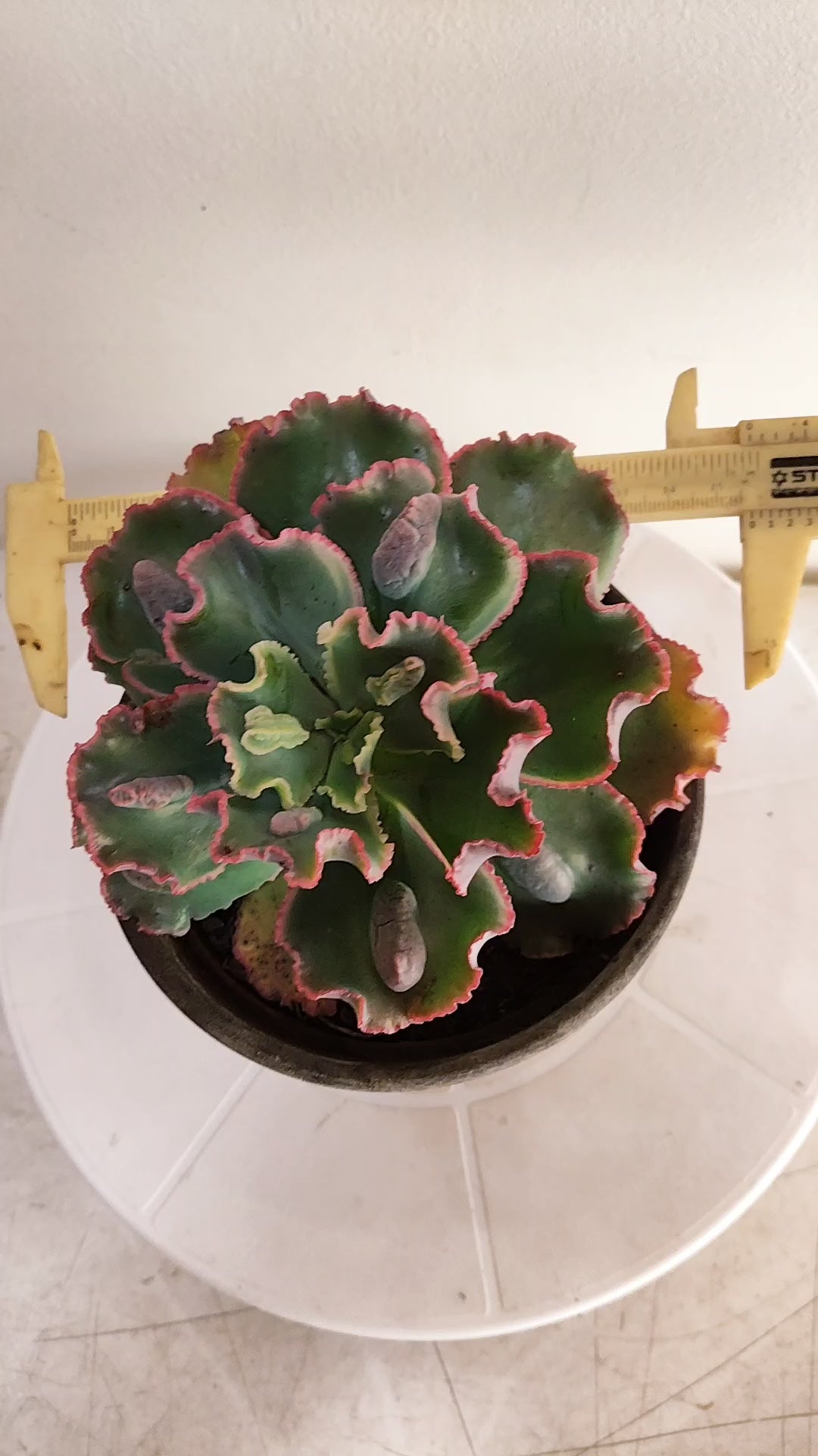 Suculenta Echeveria Shaviana 'MAUNA LOA' N° 52 - Vaso 15