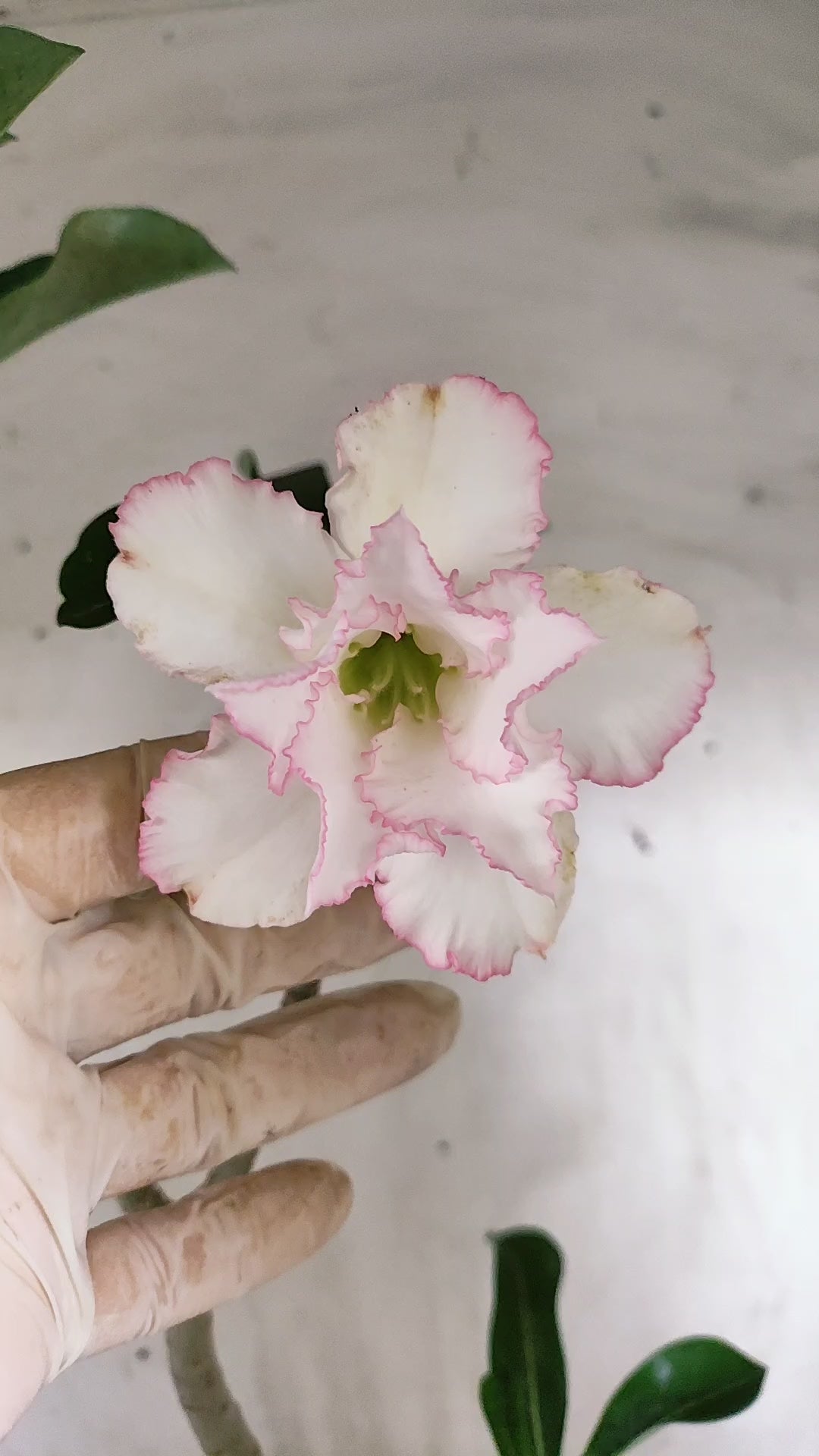 Planta Dobrada 4036 – 35cm – 03 anos - Vaso 15