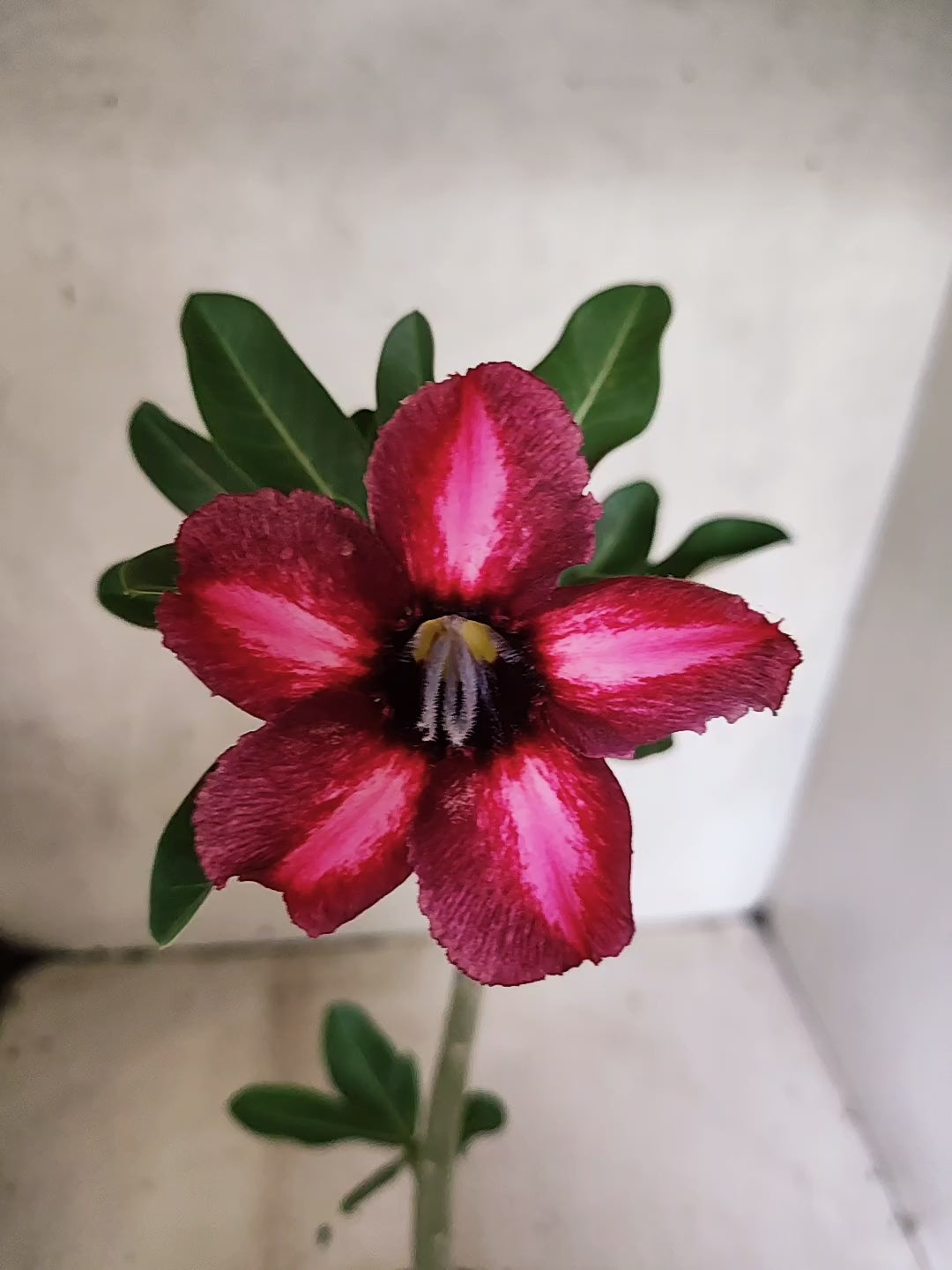 Planta Simples 3505 – 30cm – 02 anos