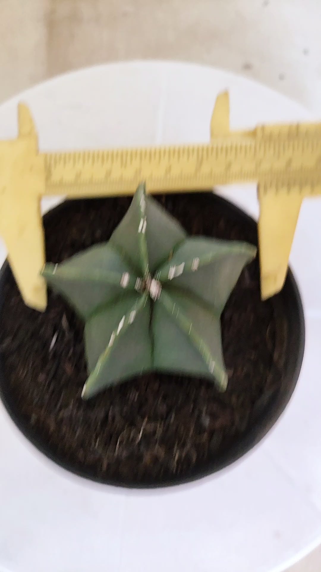ASTROPHYTUM MYRIOSTIGMA "Nudum" Nº 1234 – vaso 11