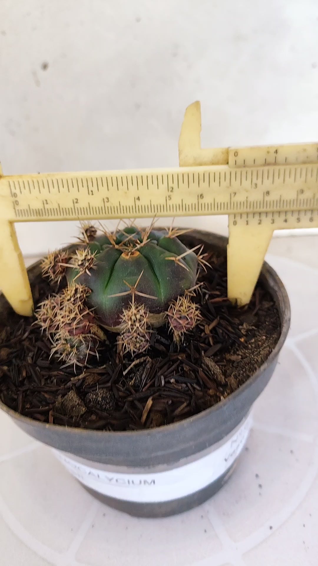 GYMNOCALYCIUM DAMSII - Nº 654 – vaso 11