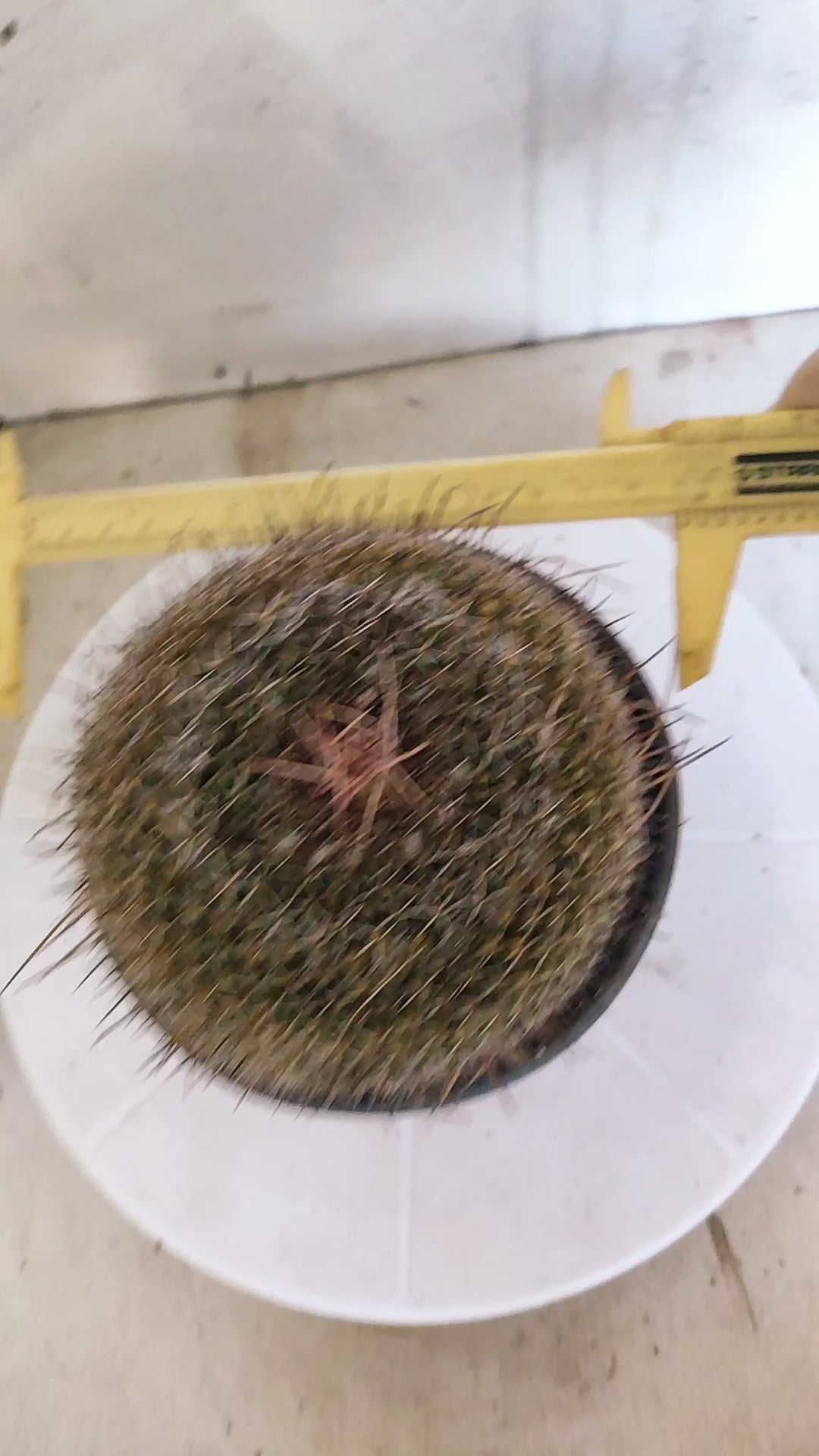 CACTOS Mammillaria Hahniana  Nº 440 – vaso 15