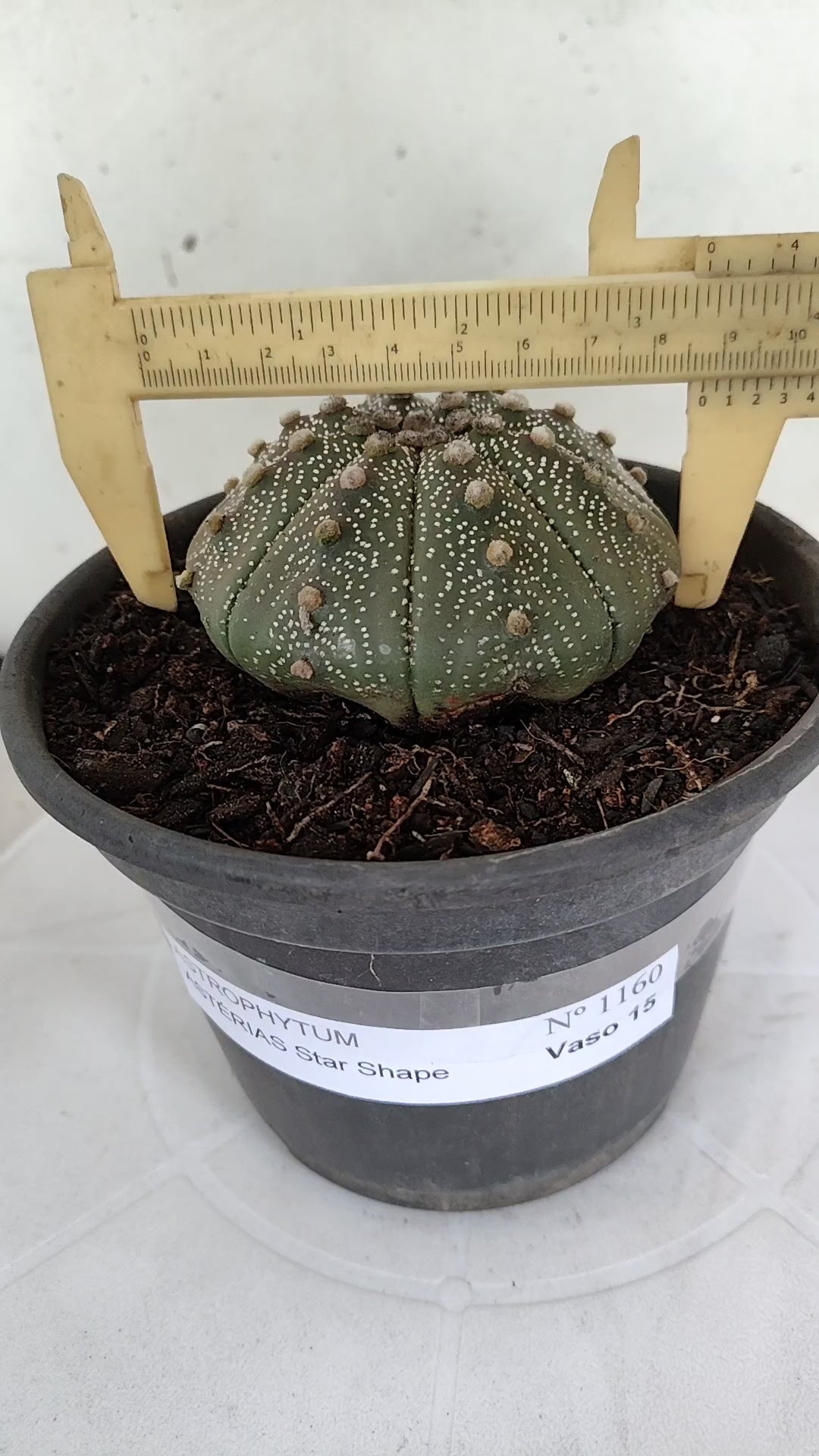 ASTROPHYTUM ASTERIAS "STAR SHAPE"   Nº 1160 – vaso 15
