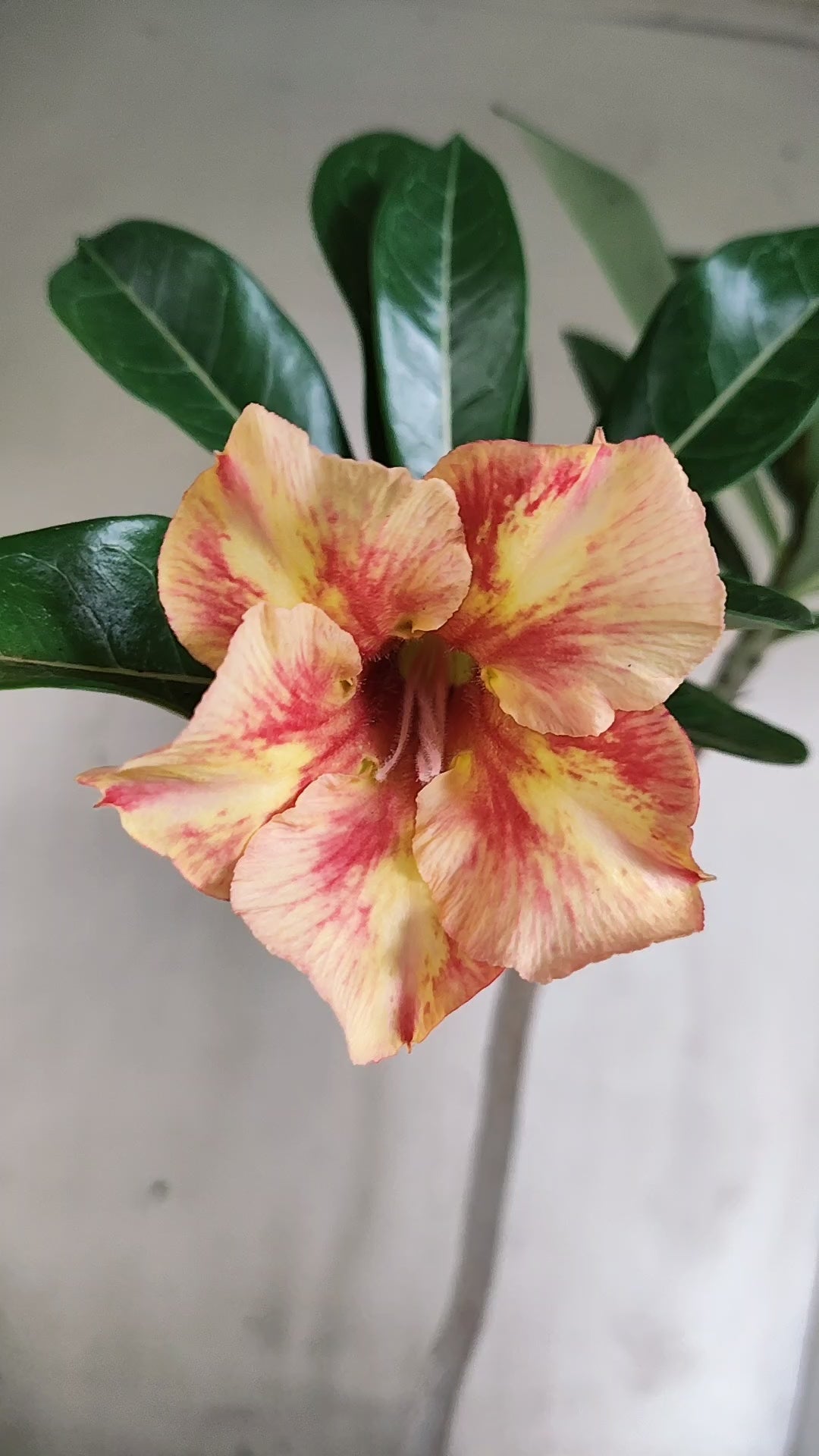 Planta Simples 3673 – 35cm – 02 anos - vaso 15