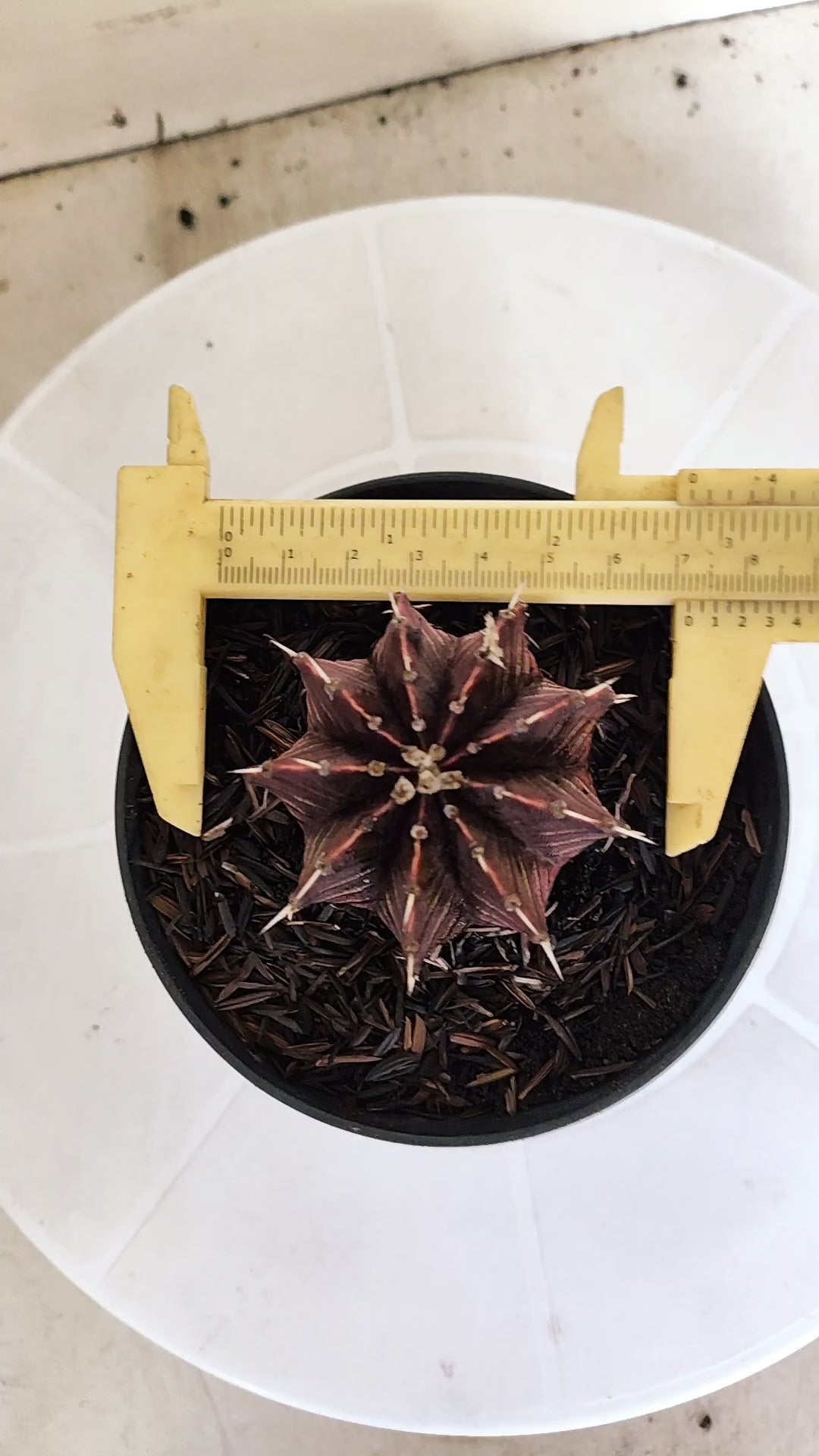 GYMNOCALYCIUM Friedrichii LB 2178 "Agua Dulce - PURPLE" - Nº 1222 – vaso 11