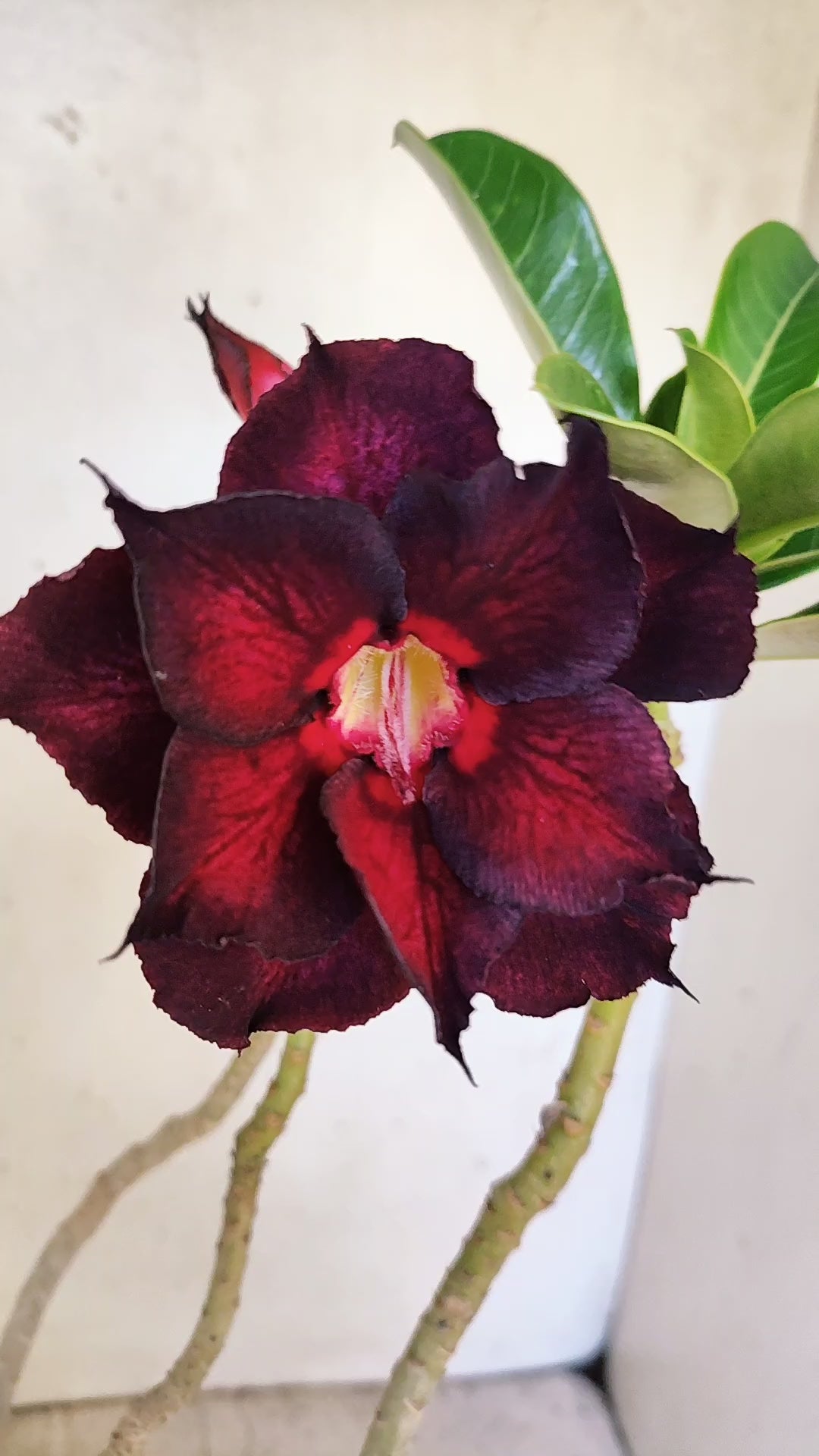 Planta Dobrada 3953 – 35cm – 03 anos