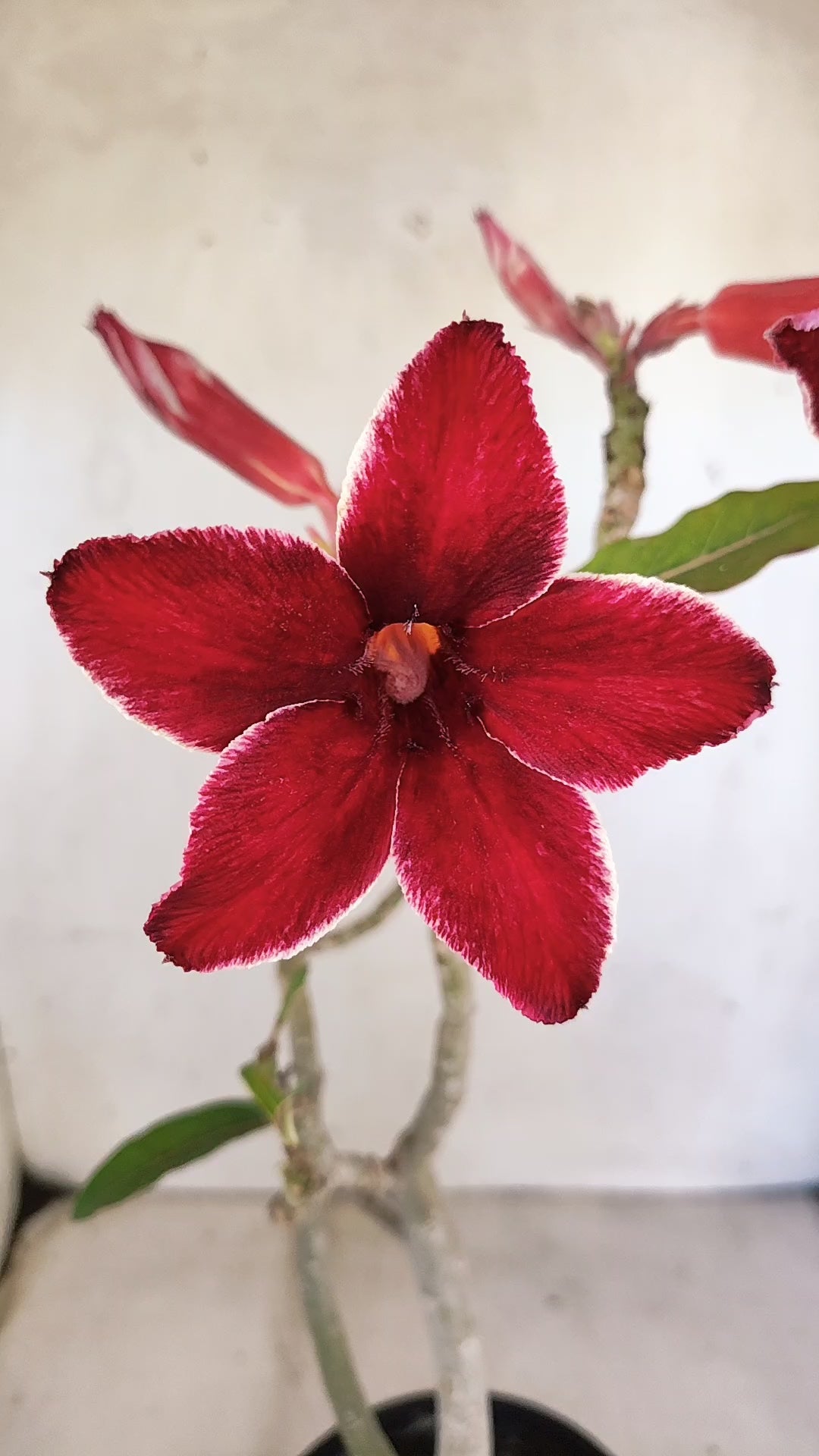 Planta Simples 3553 – 30cm – 02 anos