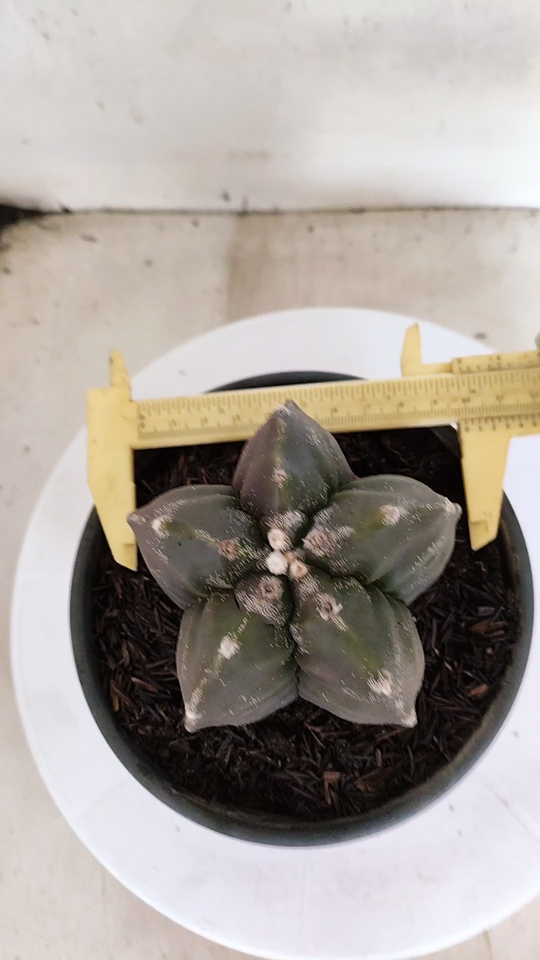 MATRIZ ASTROPHYTUM cv KIKKO   Nº 396 – vaso 15