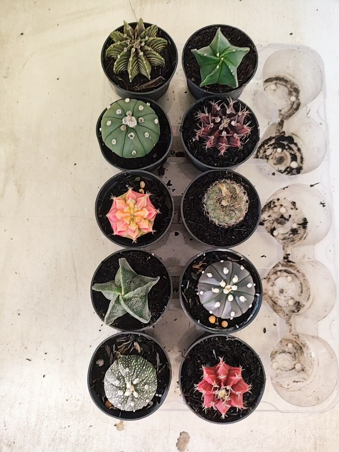 Mix de 10 Cactos (Pote 06)