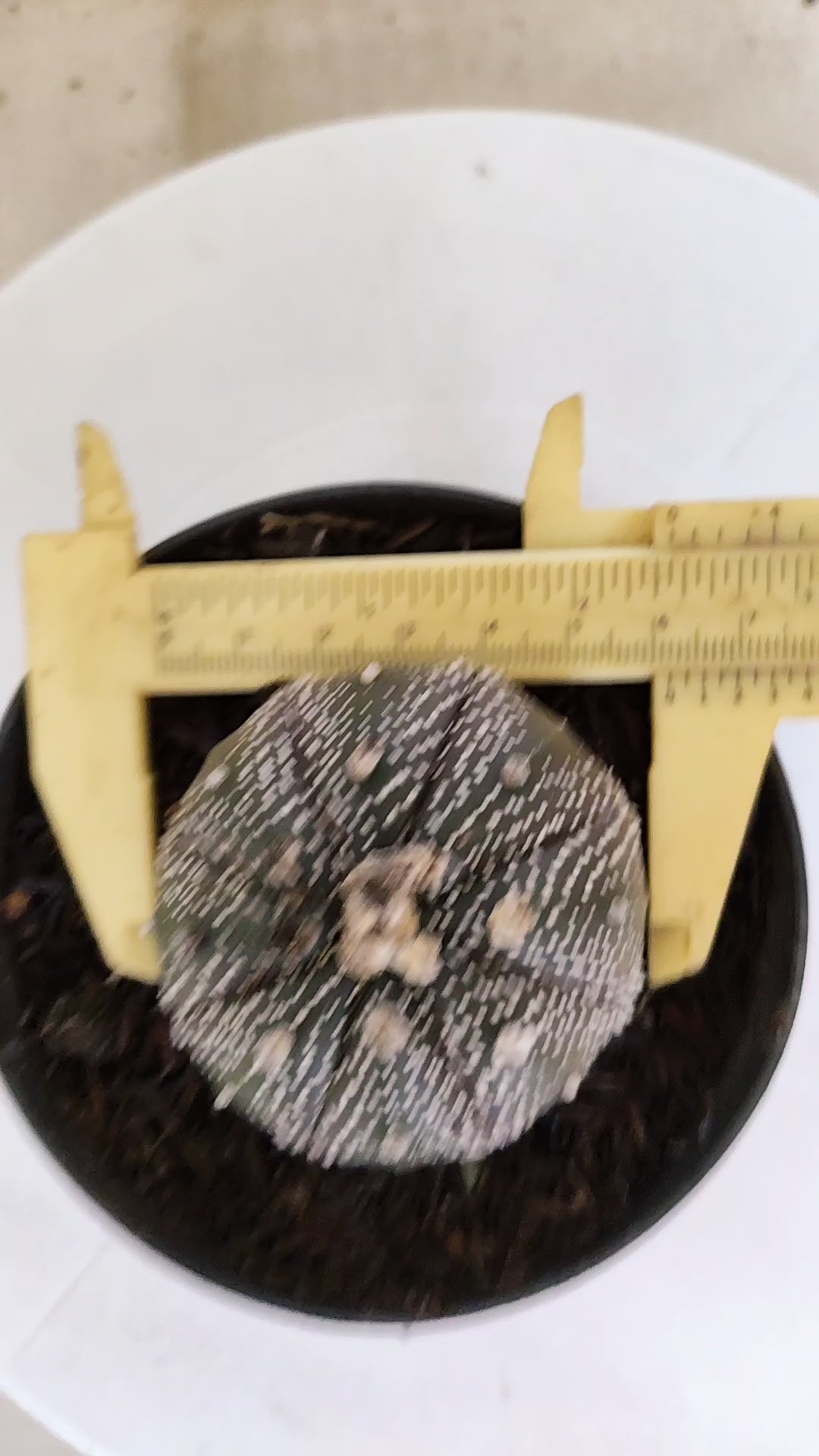 ASTROPHYTUM ASTERIAS “Purple”  Nº 1302 – vaso 11