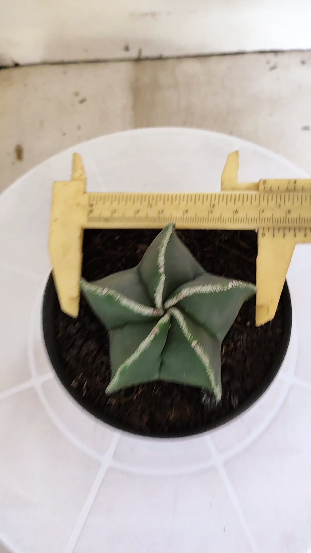 ASTROPHYTUM Myriostigma  Nº 1263 – vaso 11