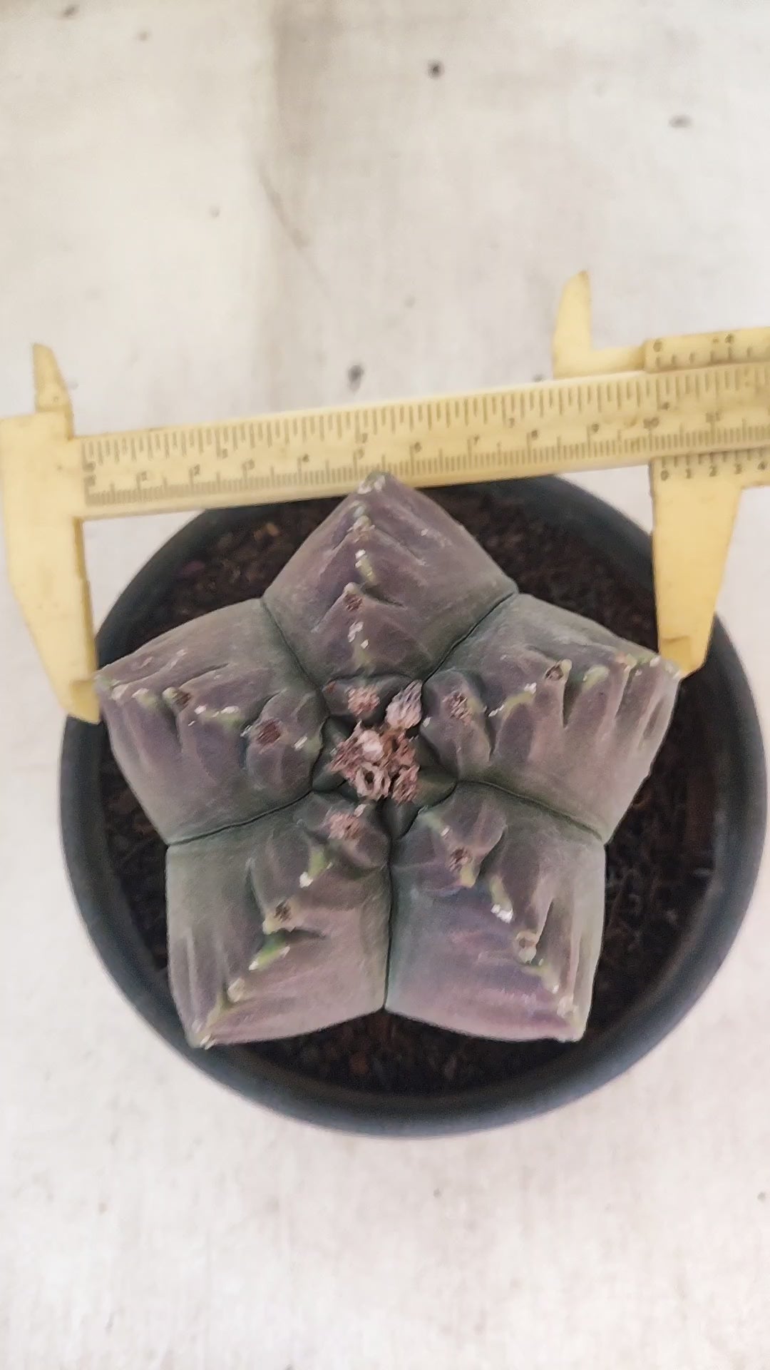 MATRIZ ASTROPHYTUM cv KIKKO Nº 160 – vaso 15