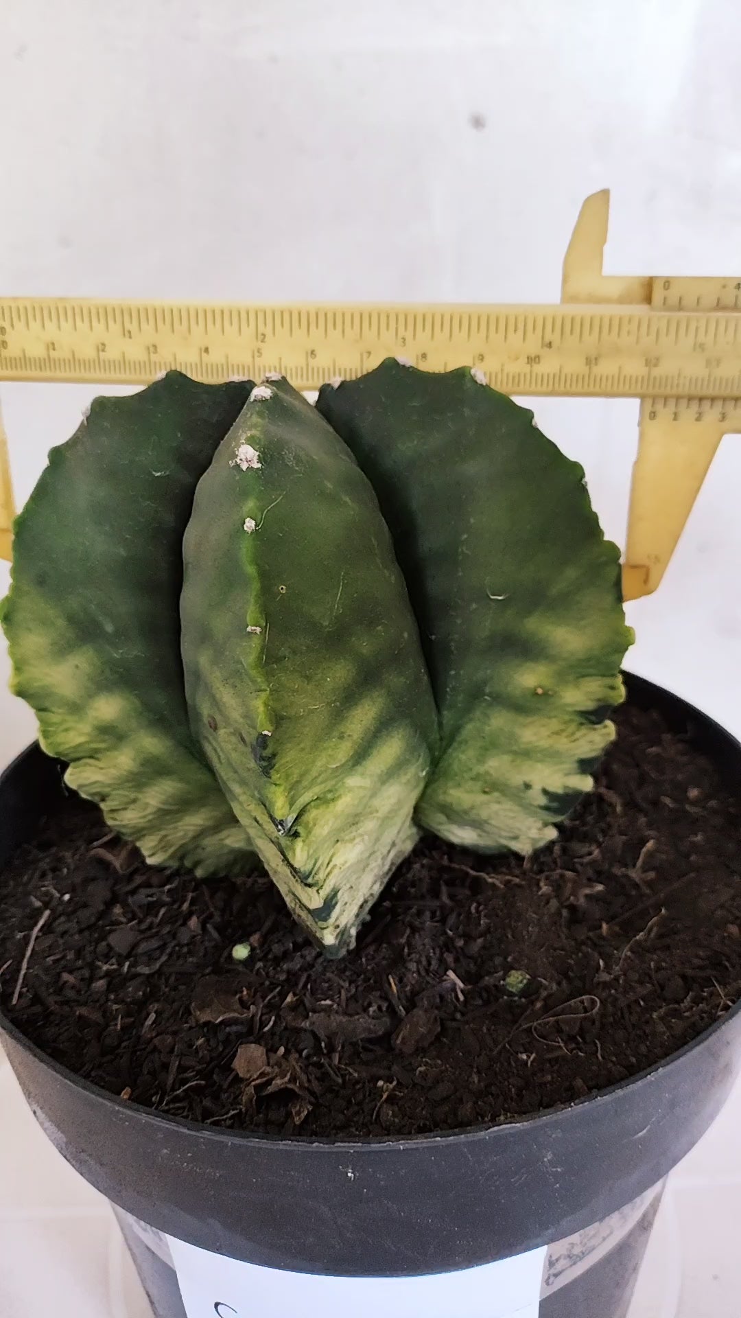 Matriz ASTROPHYTUM cv KIKKO Nº 601 "Variegata" - vaso 17