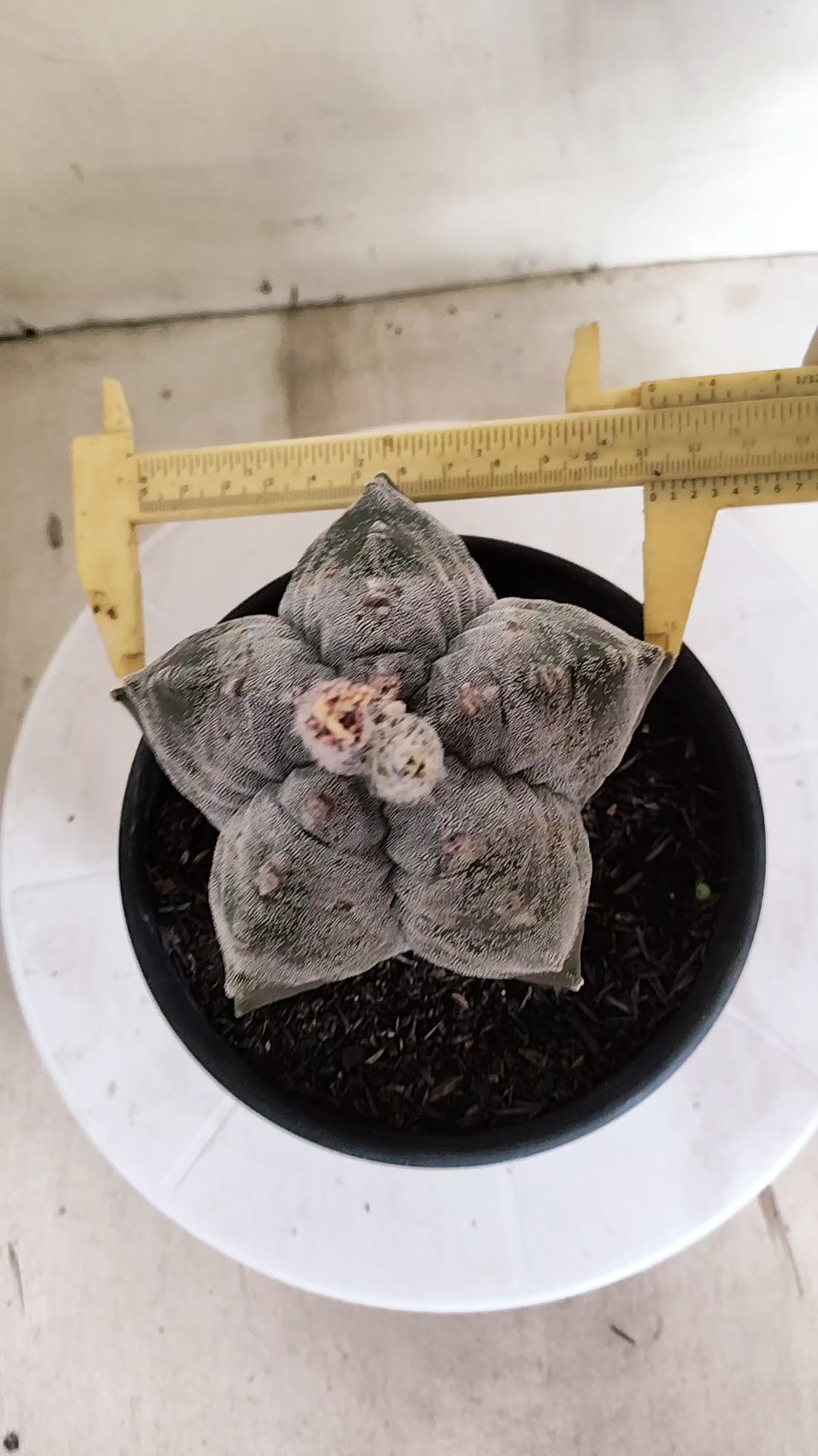 ASTROPHYTUM MYRIOSTIGMA cv KIKKO  Nº 1378 – vaso 15