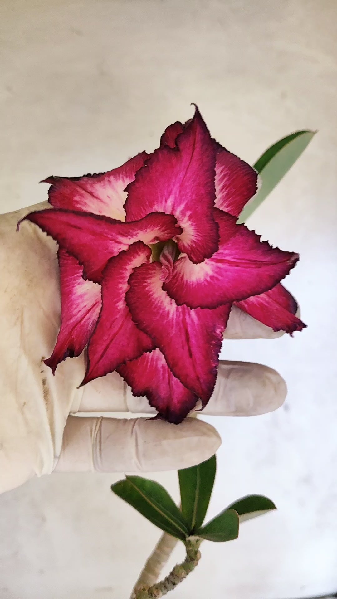 Planta Dobrada 3926 – 35cm – 03 anos