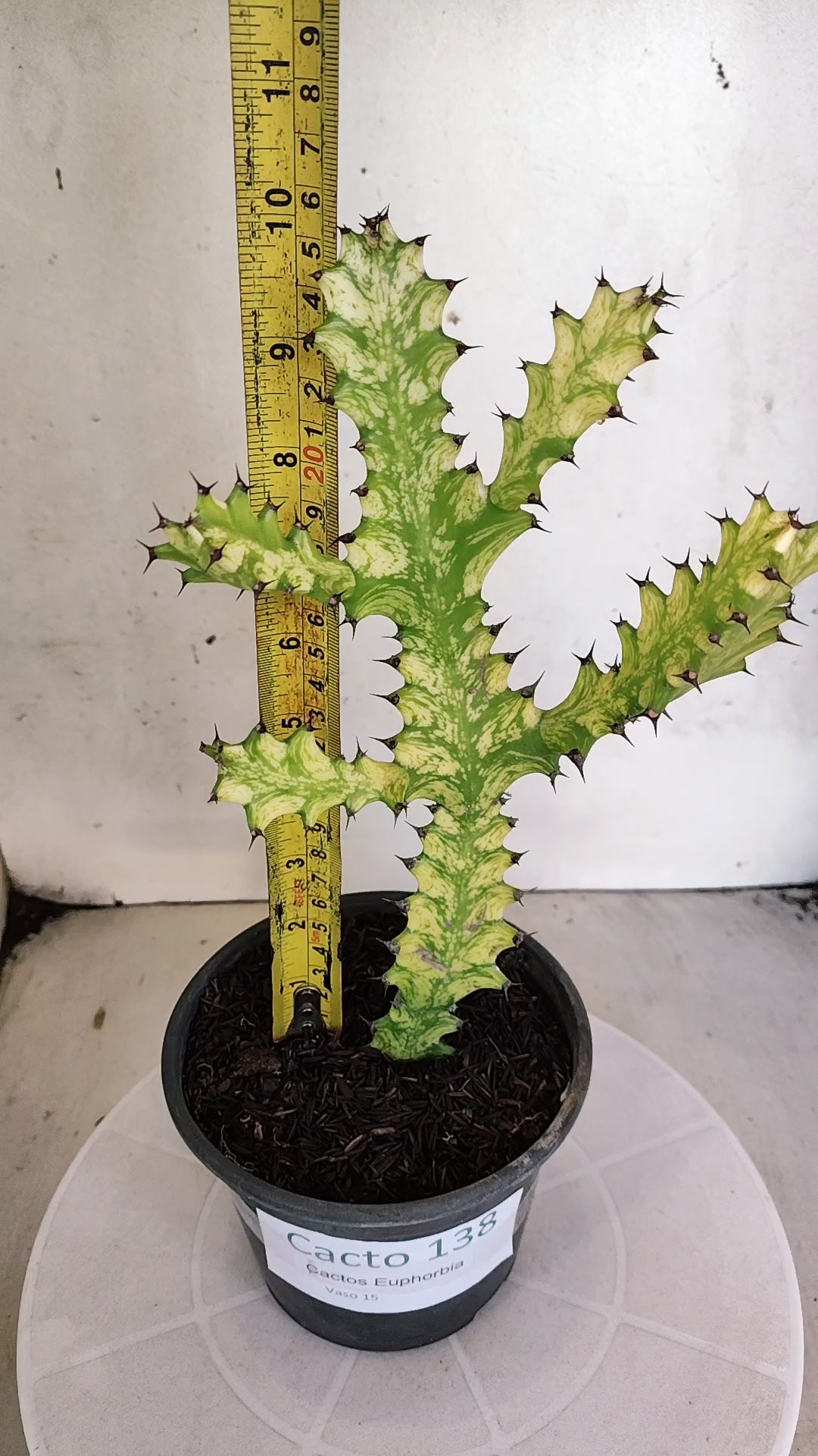 Euphorbia Trigona "Variegata" - Nº 138- vaso 15 (25cm)
