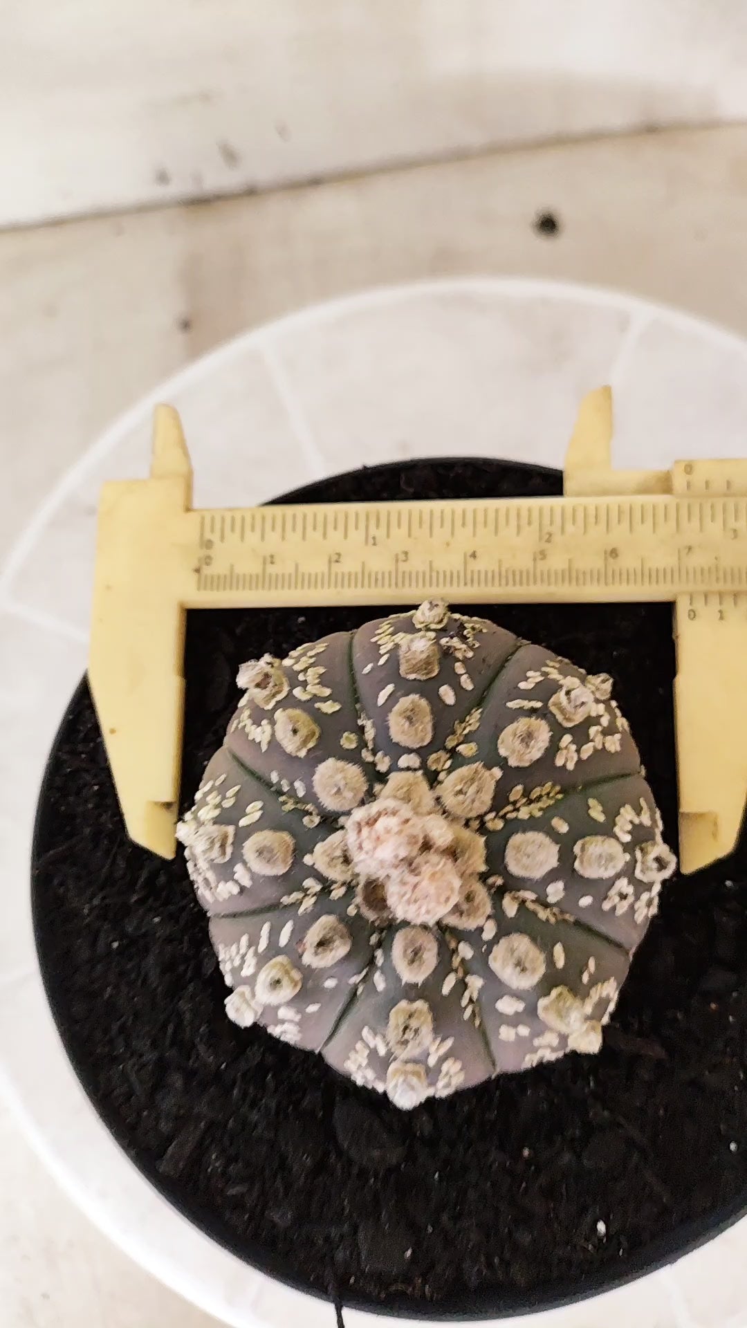 ASTROPHYTUM ASTERIAS "SUPER KABUTO"  Nº 1745 – vaso 15
