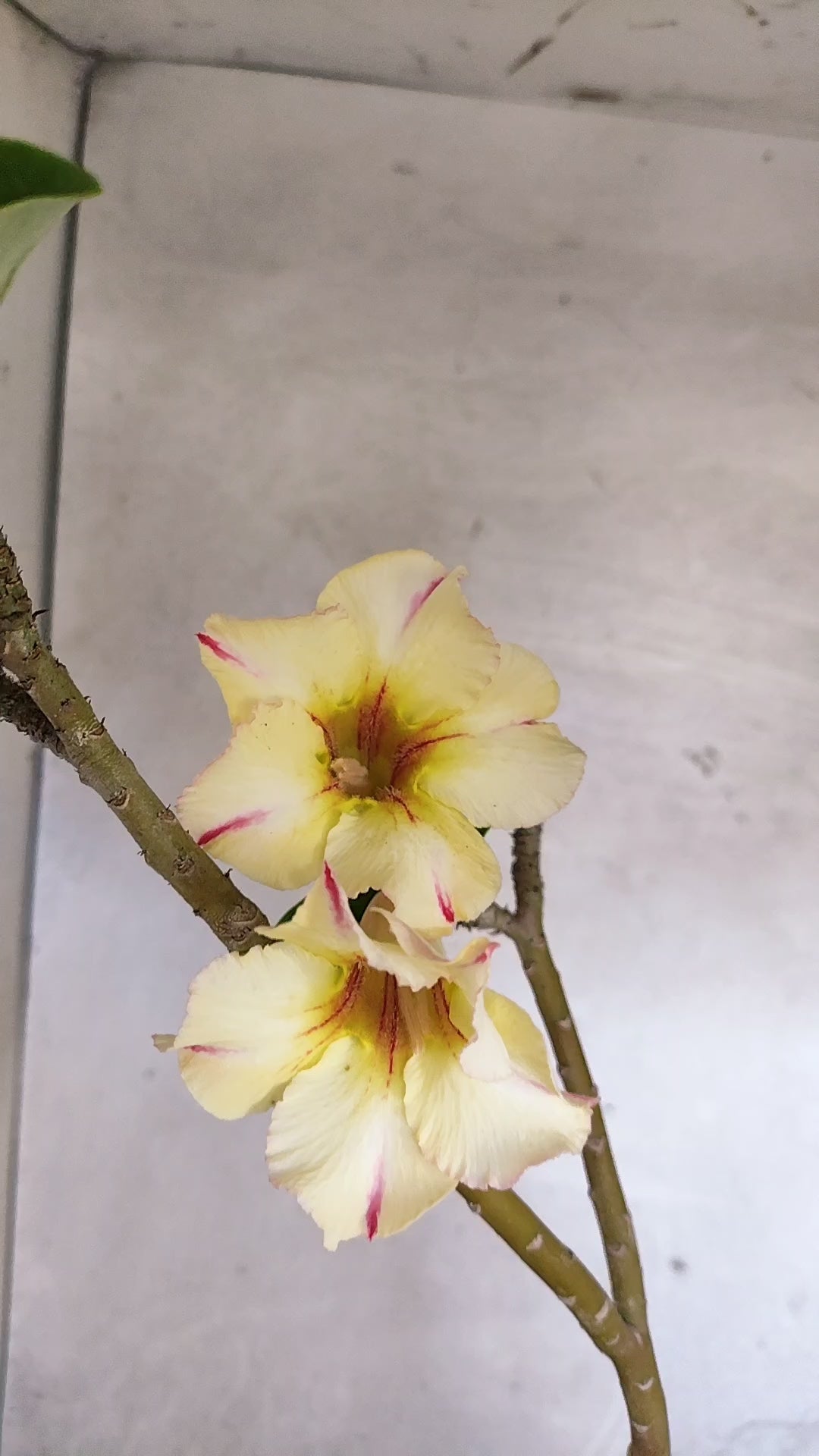 Planta Simples 3603 – 30cm – 02 anos