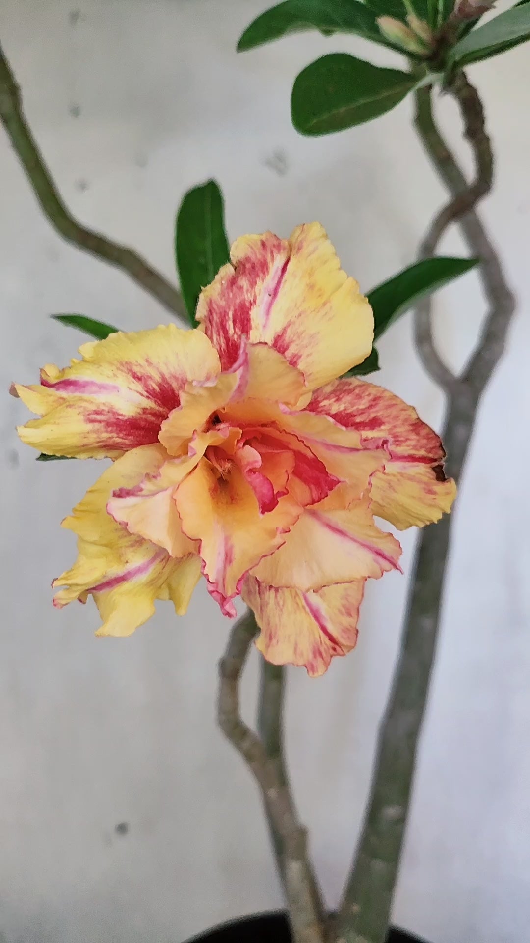 Planta Dobrada 4079 –  50cm – 04 anos - Vaso 17