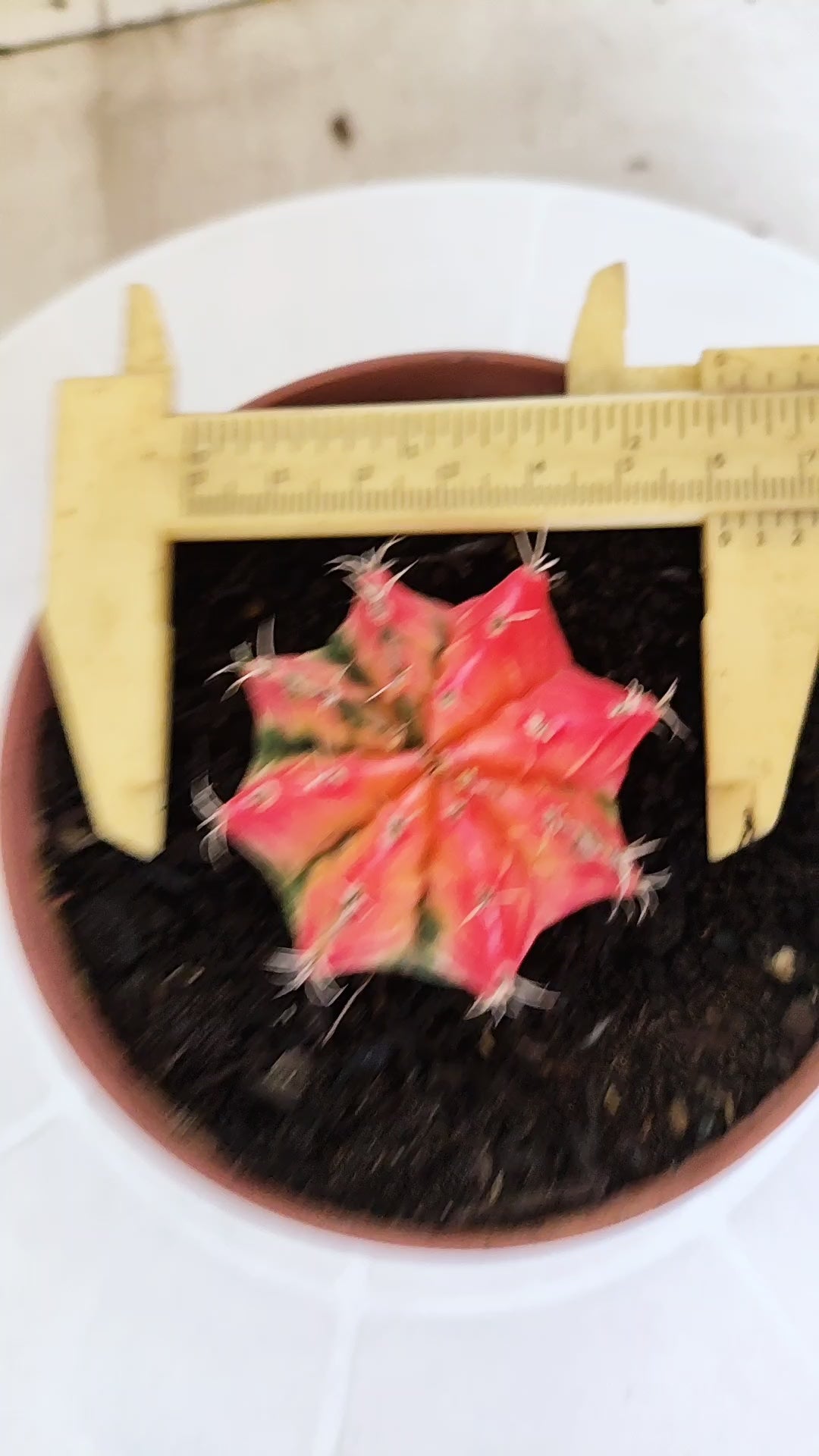 MATRIZ Gymnocalycium Mihanovichii “Variegata” Nº 1314 – vaso 11