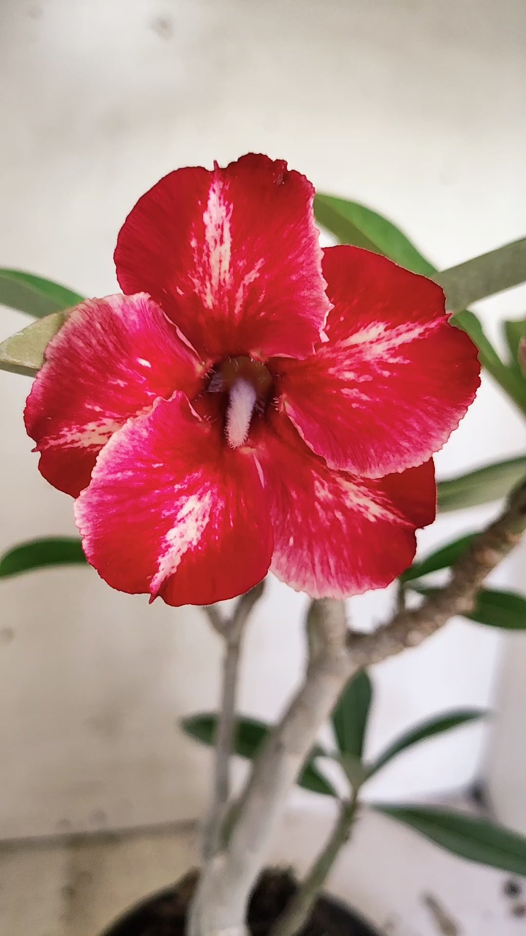 Planta Simples 3684 – 30cm – 02 anos - vaso 15