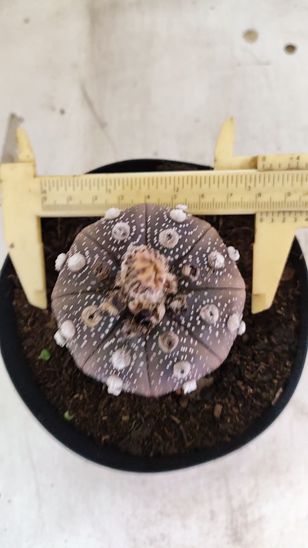 MATRIZ ASTROPHYTUM ASTERIAS “Purple”  Nº 43 – vaso 15