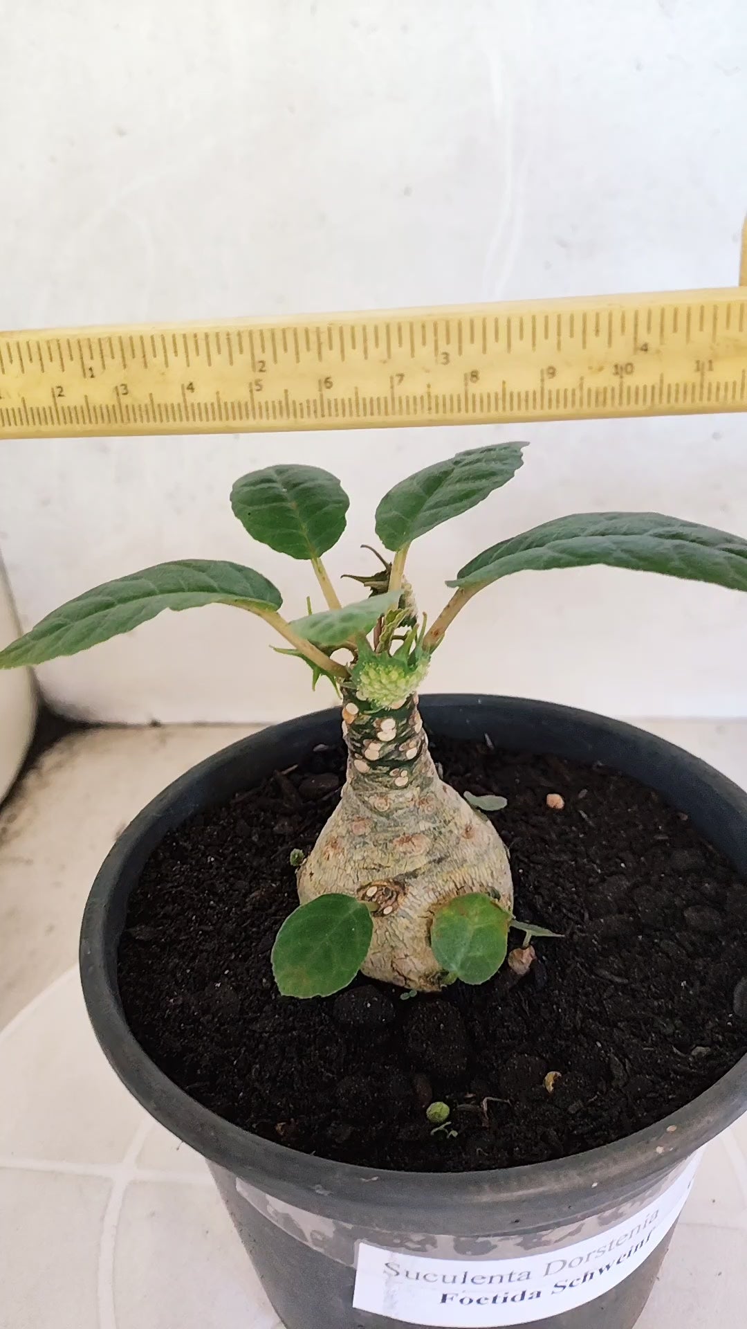 Suculenta Dorstenia Foetida Schweinf  N° 20 - Vaso 15