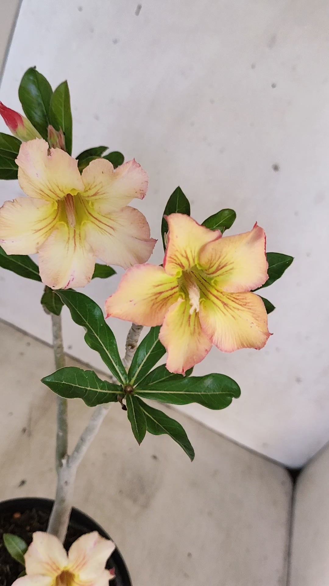 Planta Simples 3554 – 30cm – 02 anos