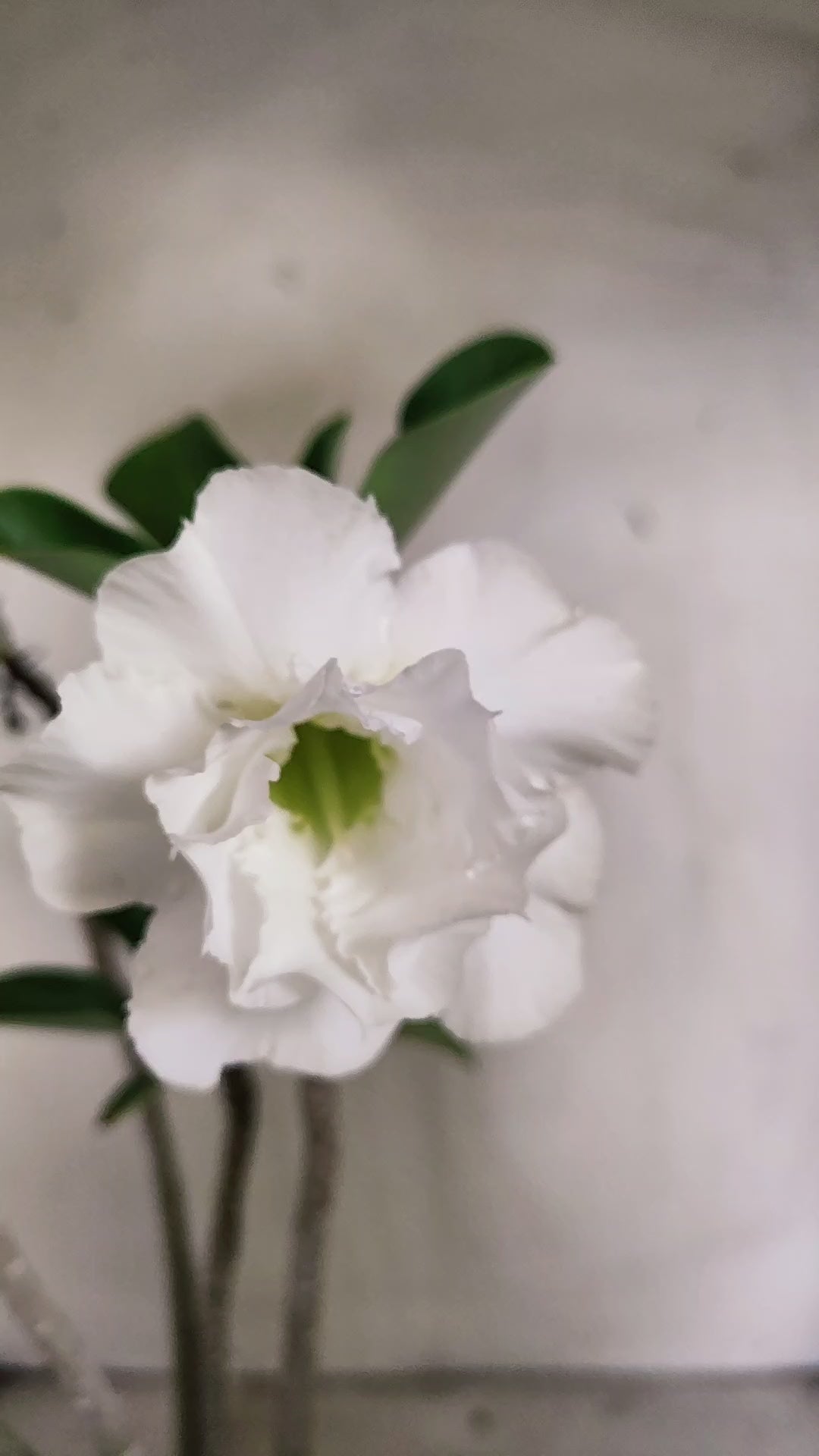 Planta Dobrada 4004 – 35cm – 03 anos - Vaso 15