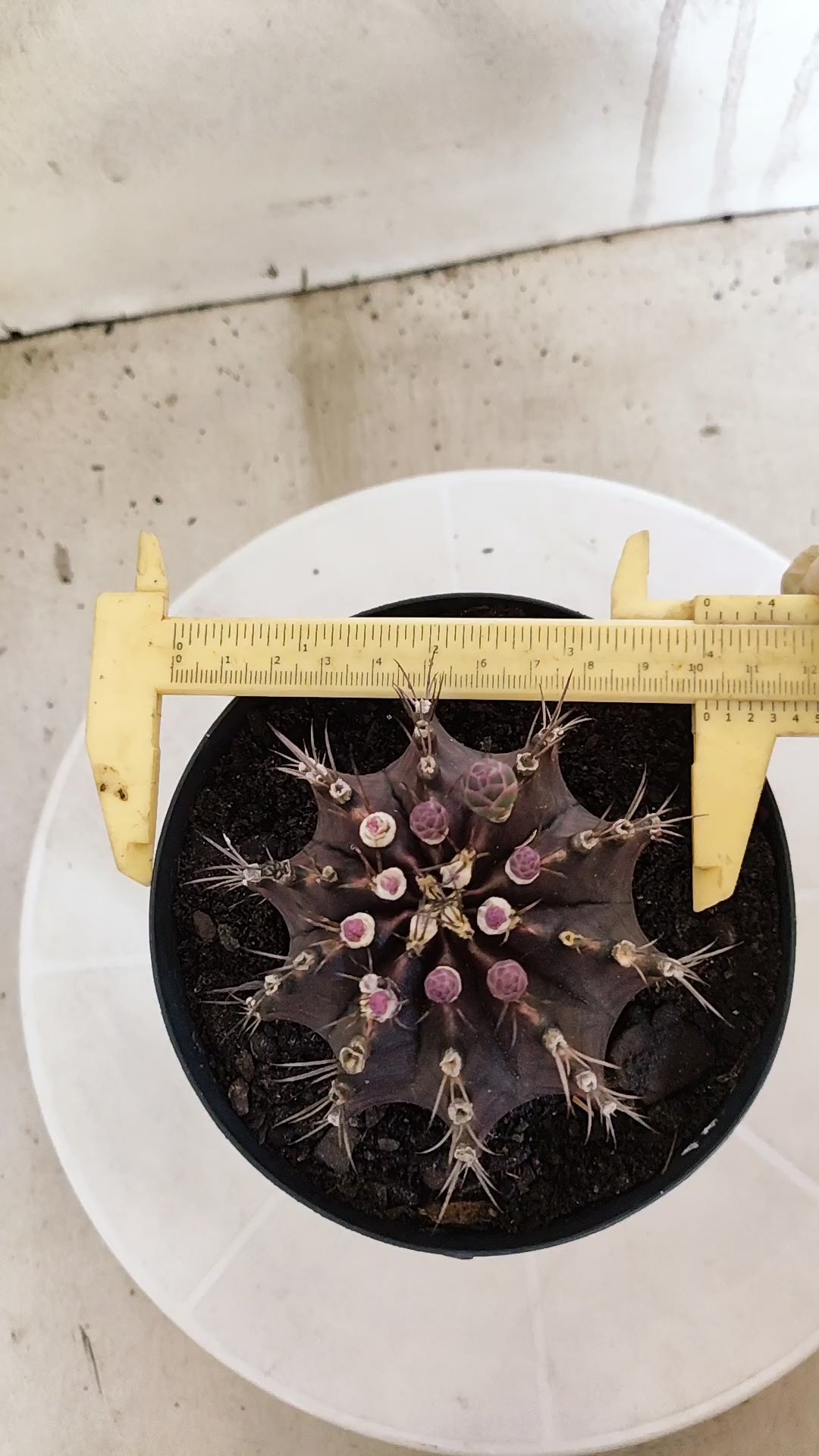 GYMNOCALYCIUM  "Black Window" - Nº 612 – vaso 15