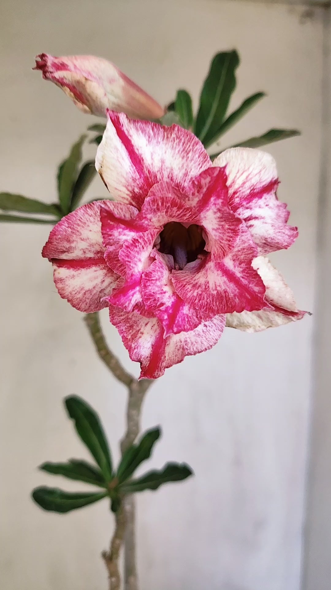 Planta Dobrada 4080 –  30cm – 02 anos - Vaso 15