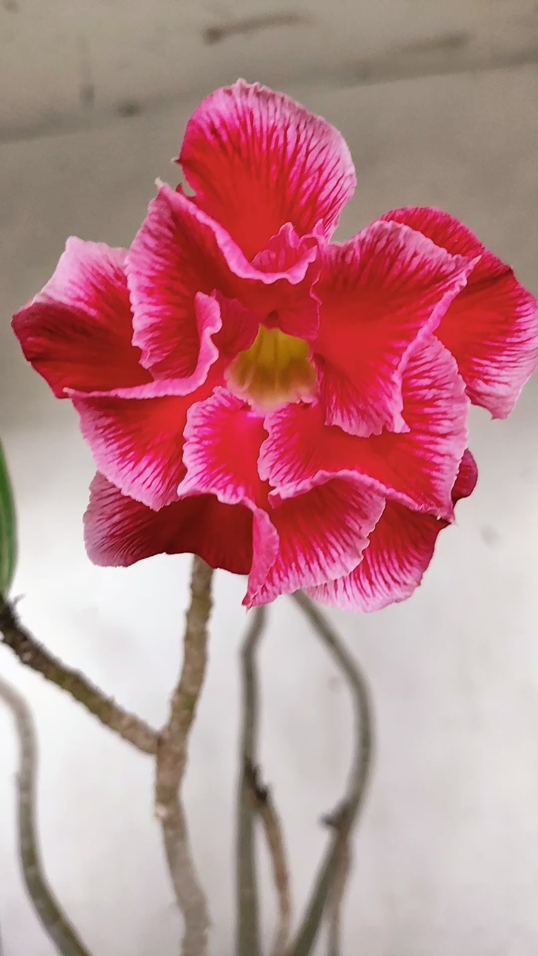 Planta Dobrada 3967 – 40cm – 03 anos