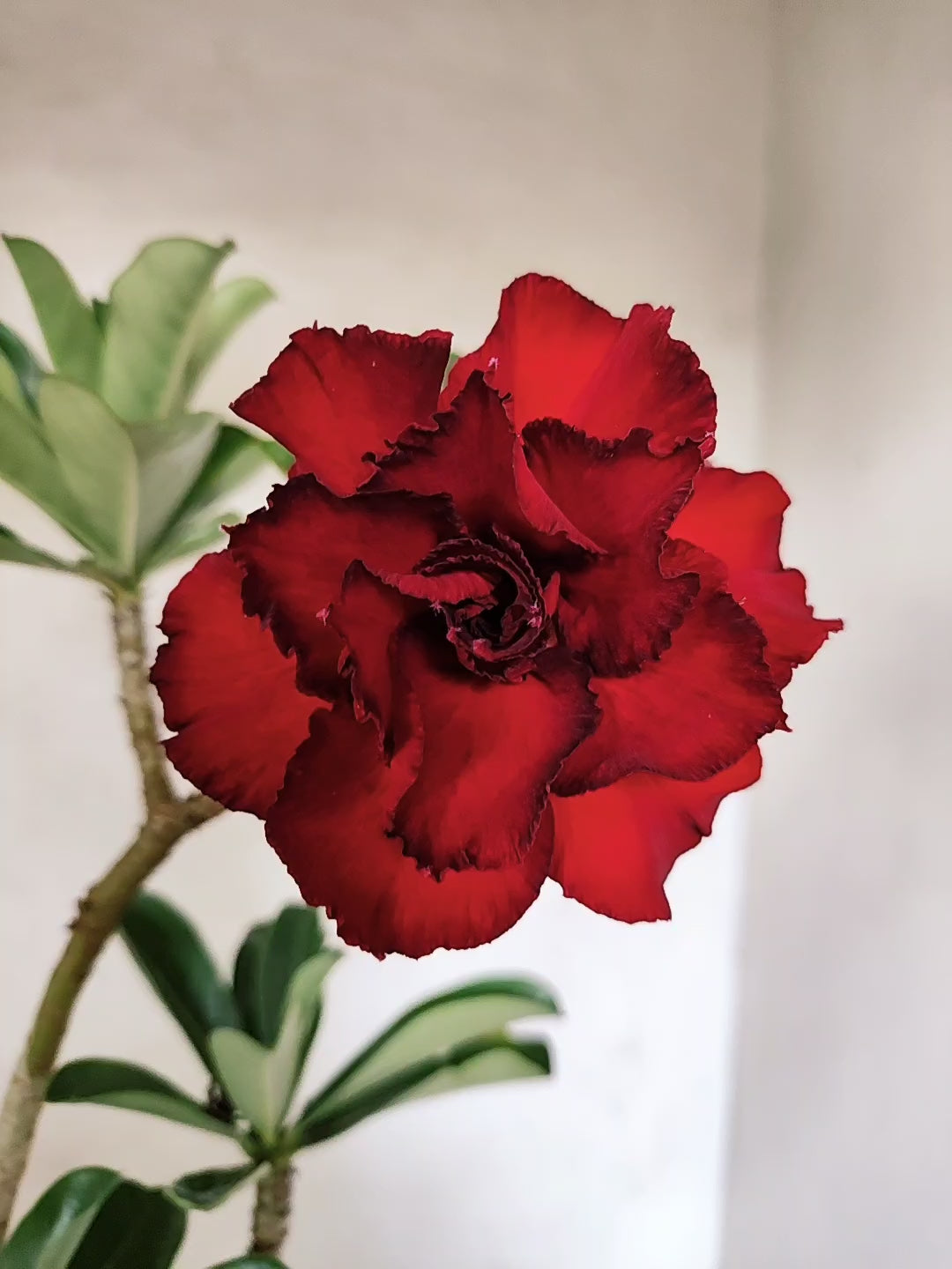 Planta Dobrada 3861 – 35cm – 03 anos