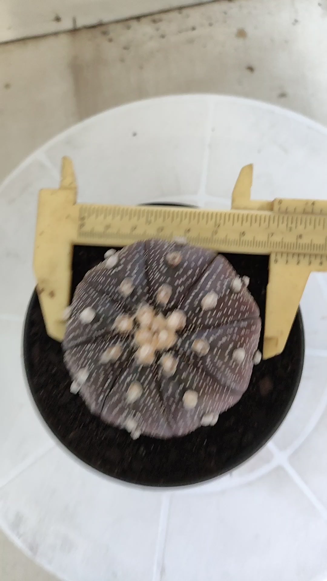 ASTROPHYTUM ASTERIAS “Purple”  Nº 1257 – vaso 11