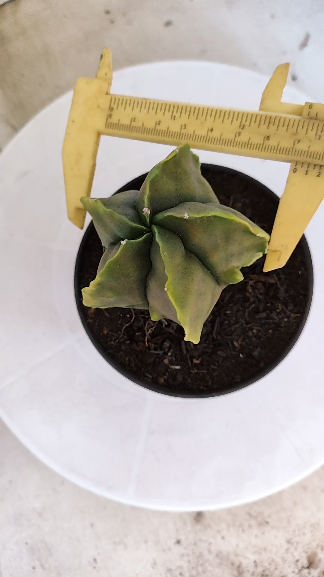 MATRIZ ASTROPHYTUM cv KIKKO "Fukuryu Variegata"  Nº 1122 – vaso 11