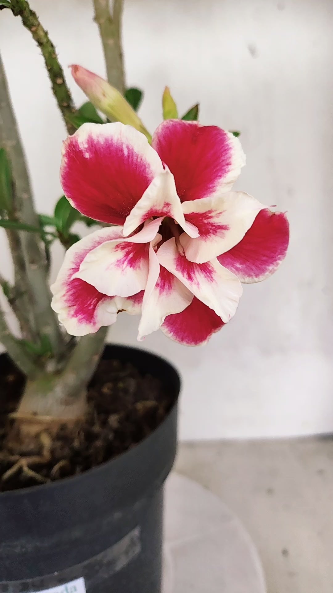 Planta Dobrada 3965 – 40cm – 03 anos