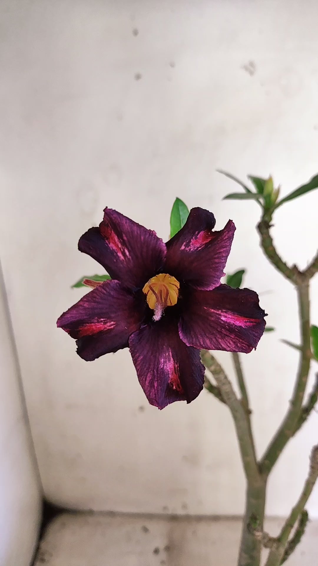 Planta Simples 3677 – 30cm – 02 anos - vaso 15