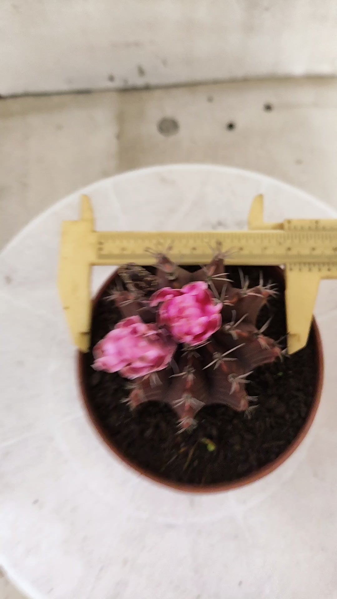 Gymnocalycium Mihanovichii “Purple” Nº 1815 – vaso 11