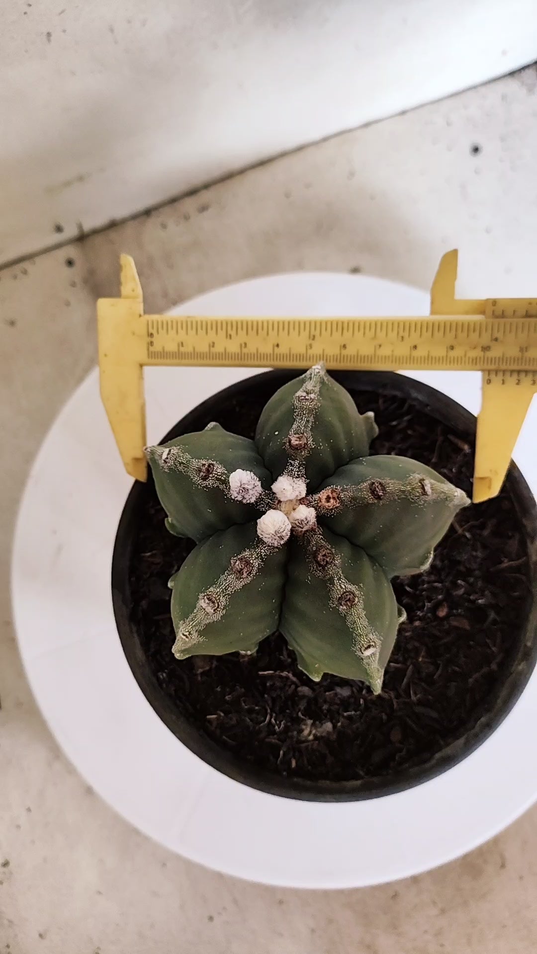 MATRIZ ASTROPHYTUM Myriostigma FUKURYU Nº 418 – vaso 15