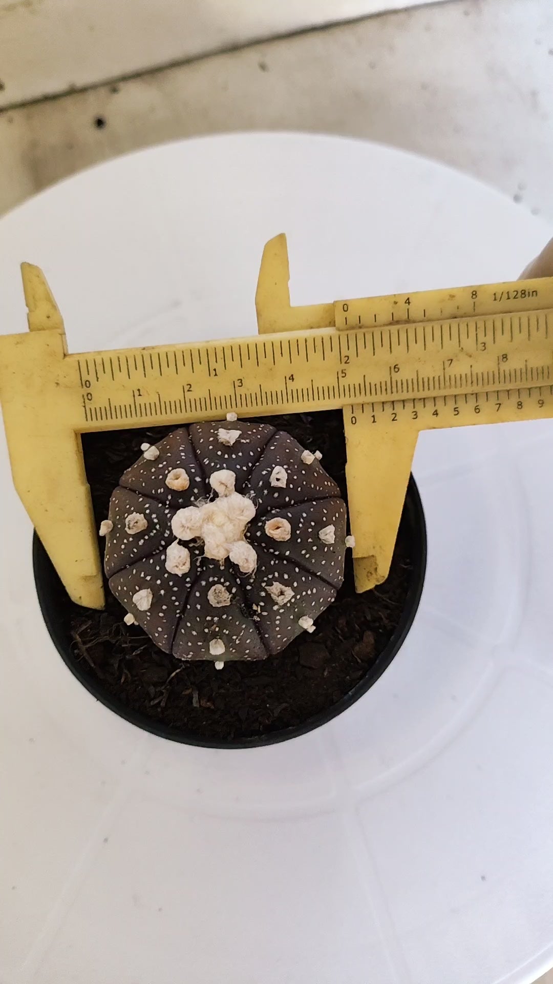 ASTROPHYTUM ASTERIAS “Purple”  Nº 266 – vaso 09