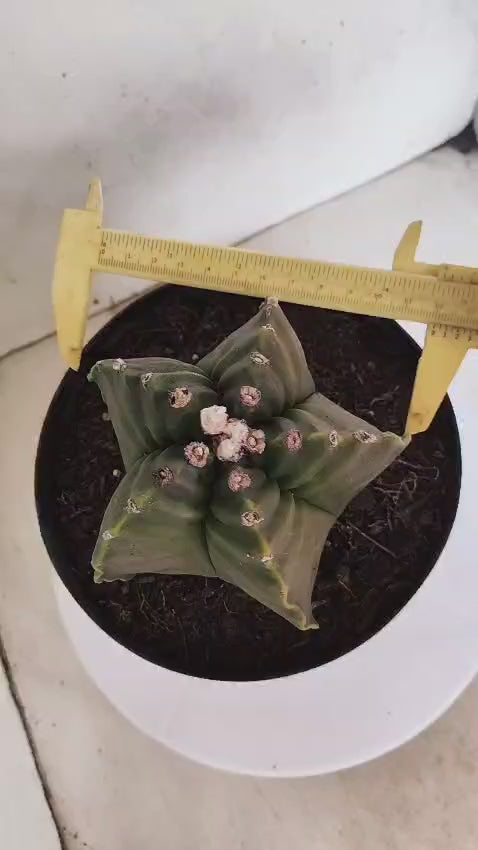 MATRIZ ASTROPHYTUM cv KIKKO Nº 424 – vaso 17