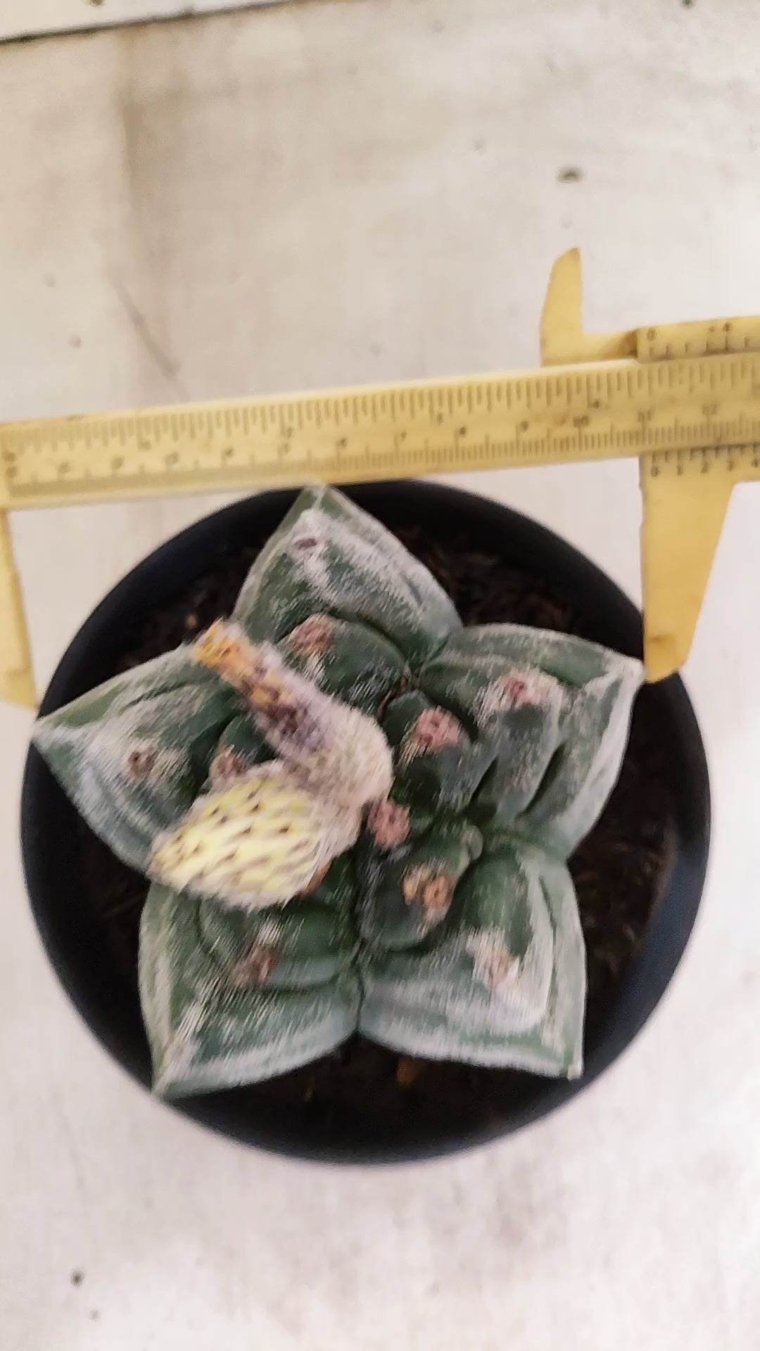 MATRIZ ASTROPHYTUM cv KIKKO  Nº 947 – vaso 15