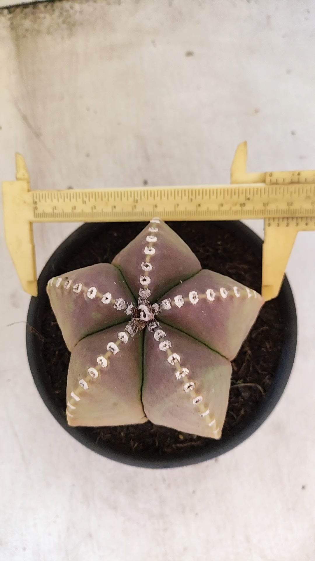 ASTROPHYTUM MYRIOSTIGMA  Nº 161 – vaso 15