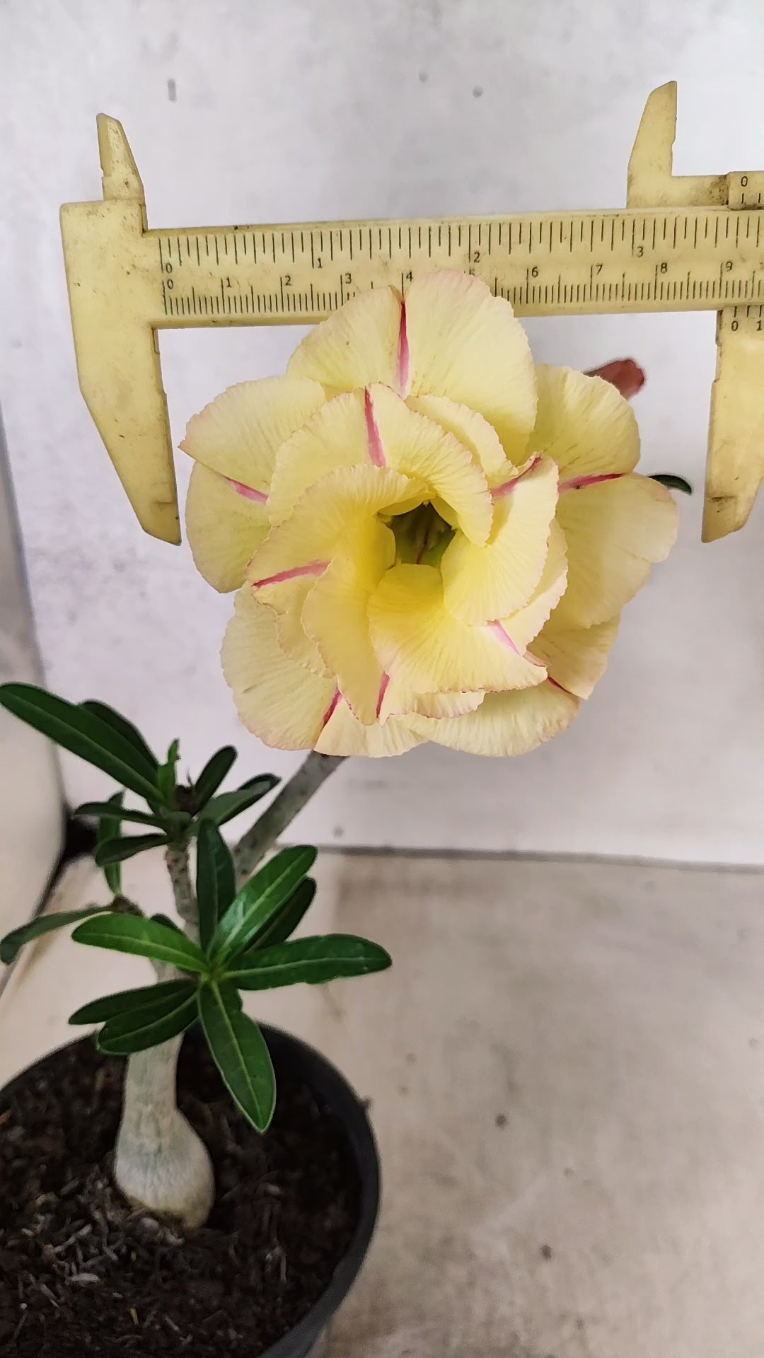 Planta Dobrada 3886 – 30cm – 02 anos