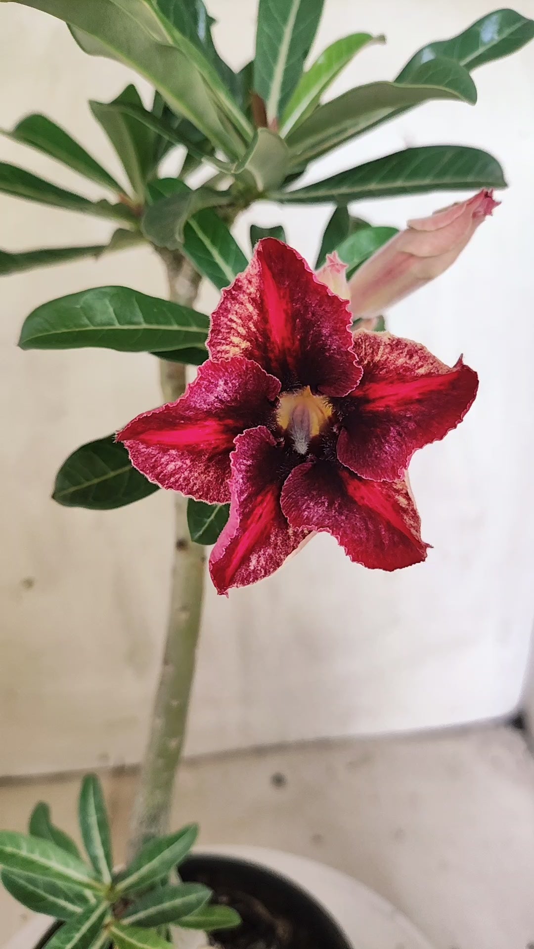 Planta Simples 3643 – 30cm – 02 anos - vaso 15