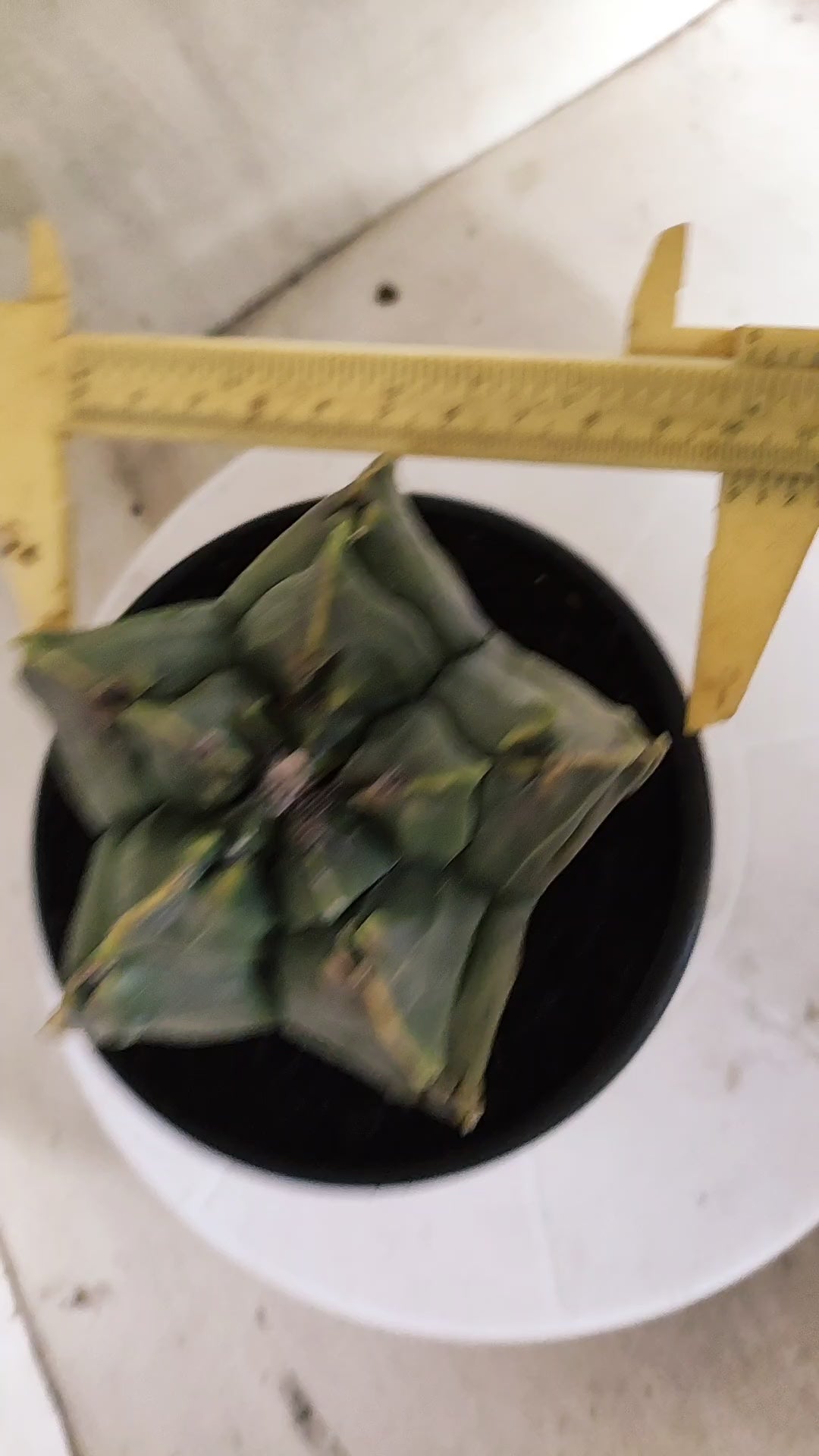 ASTROPHYTUM cv KIKKO Nº 1267 "Variegata" - vaso 15