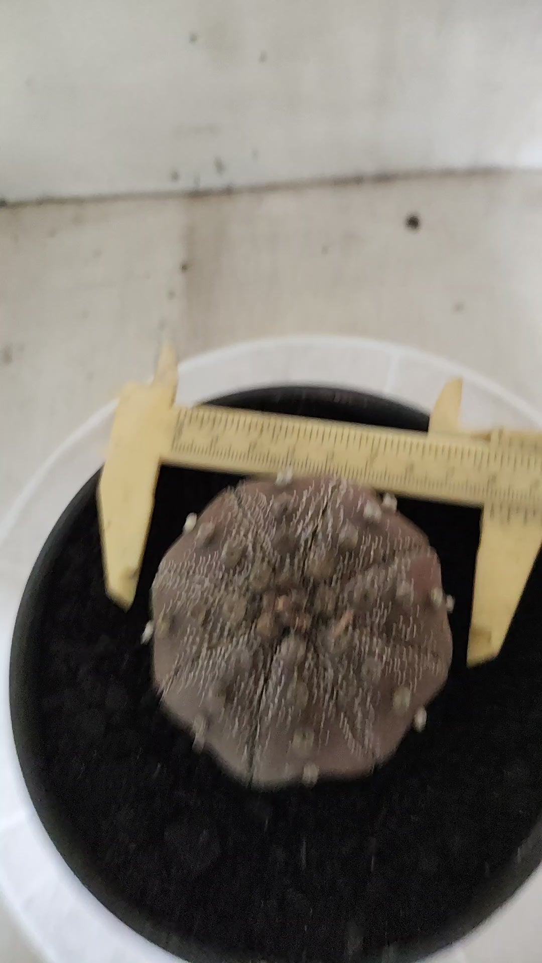 ASTROPHYTUM ASTERIAS "STAR SHAPE - Purple  Nº 1750 – vaso 15