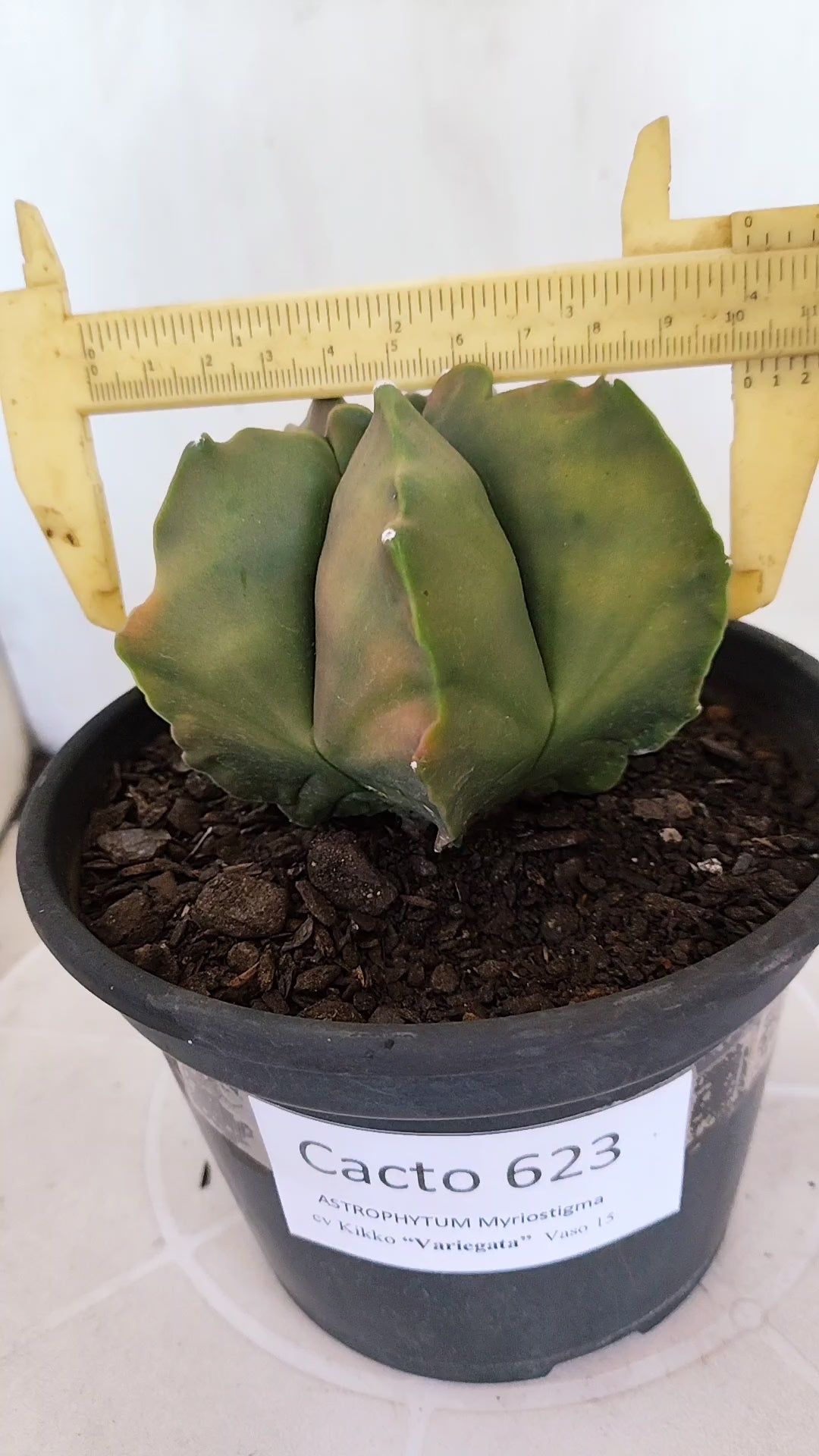 MATRIZ ASTROPHYTUM cv KIKKO "Variegata"  Nº 623  – vaso 15